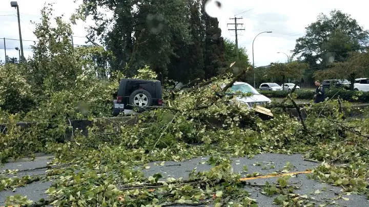 Hail, Wind, and Falling Branches: Comprehensive Claims and Paintless Dent Removal