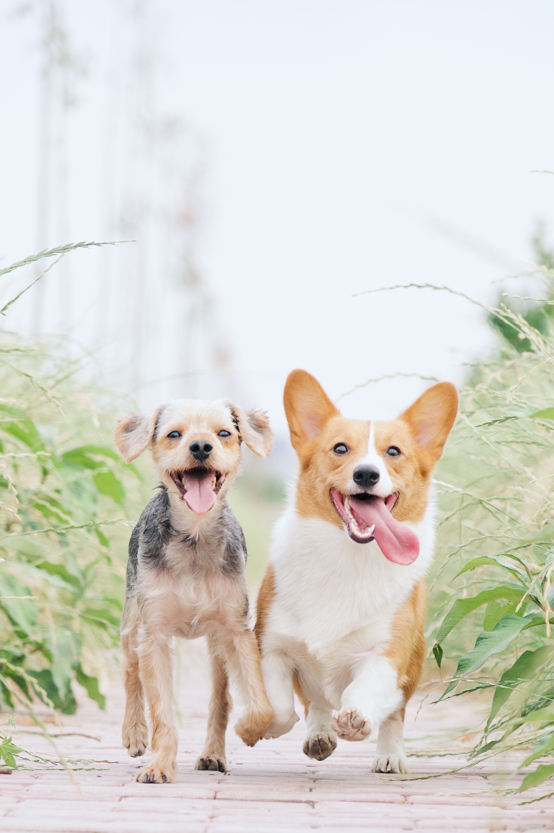 Choosing the Perfect Dog Breed for You