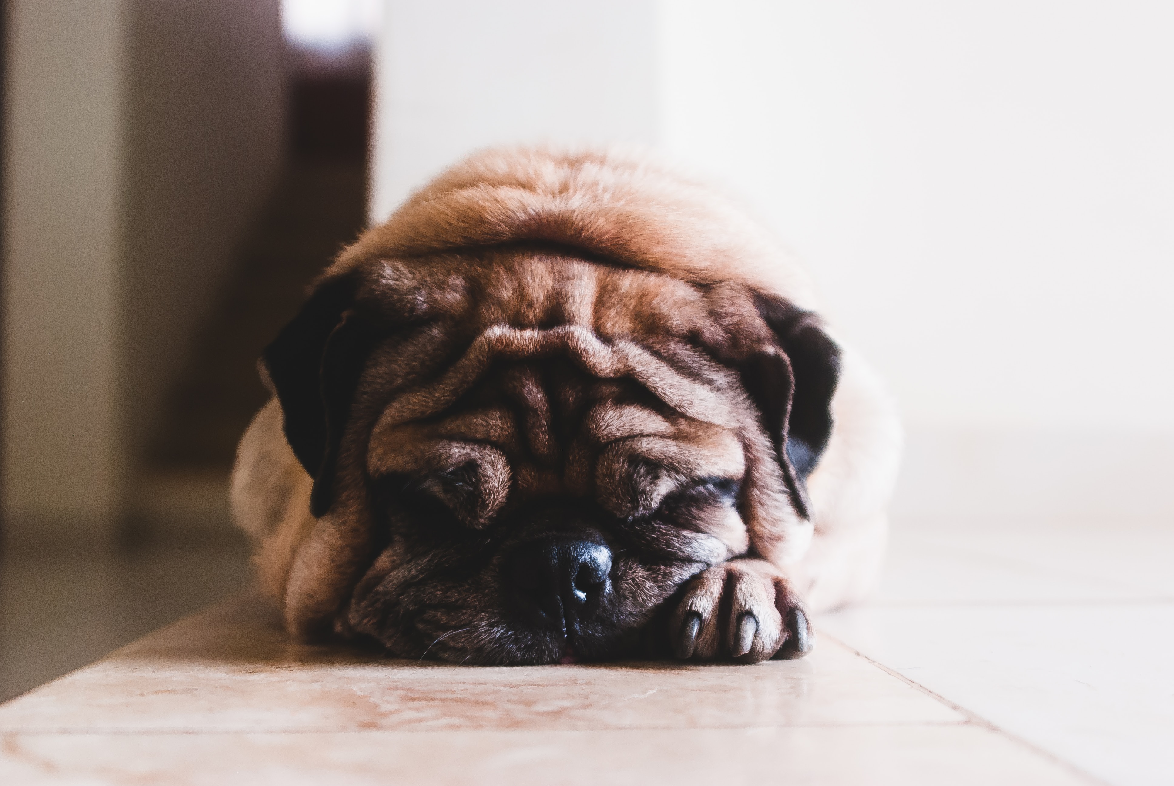 Understanding Canine Communication: Reading Your Dog's Body Language