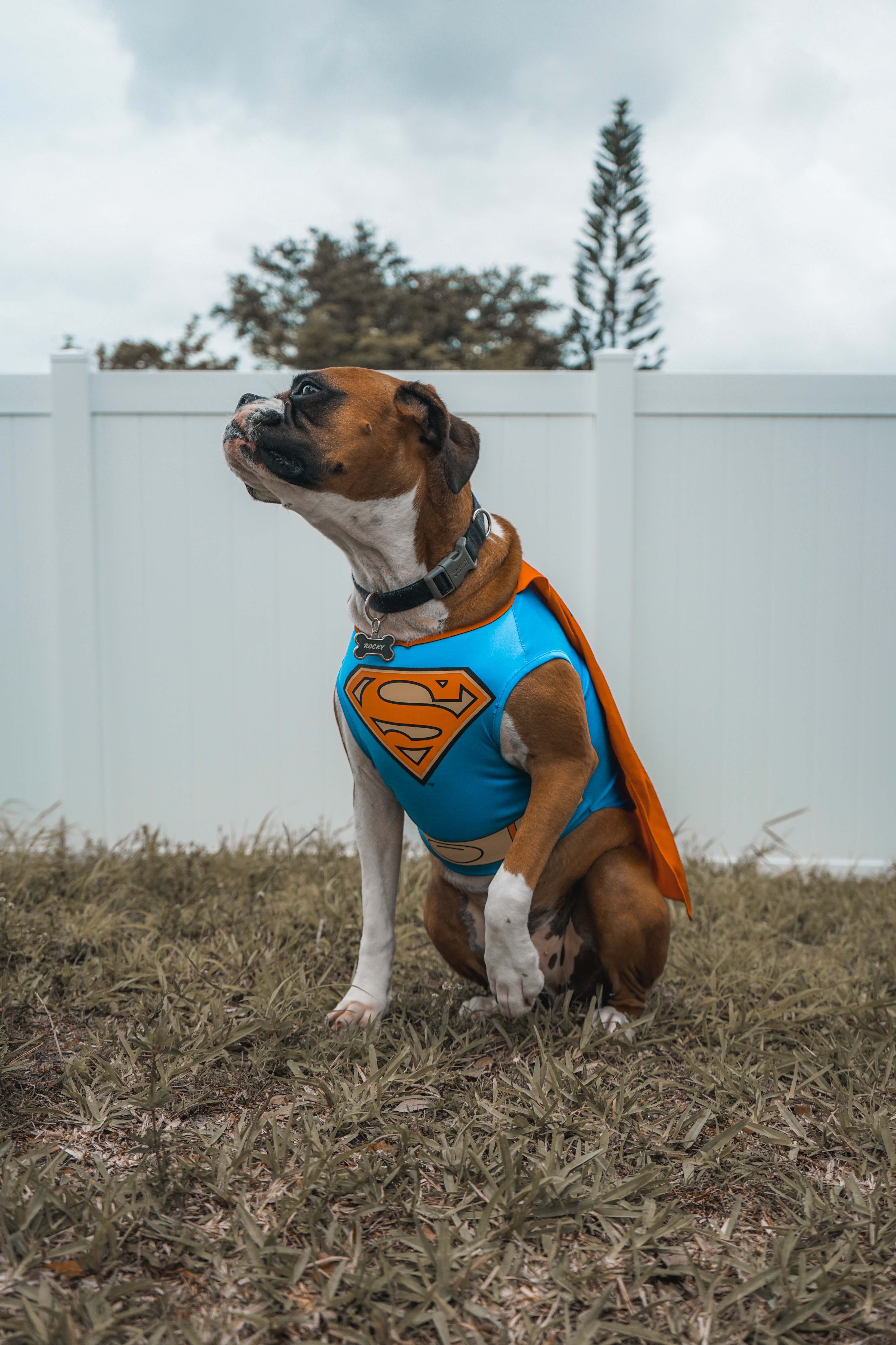 Heroic Hounds: Stories of Dogs Saving Lives