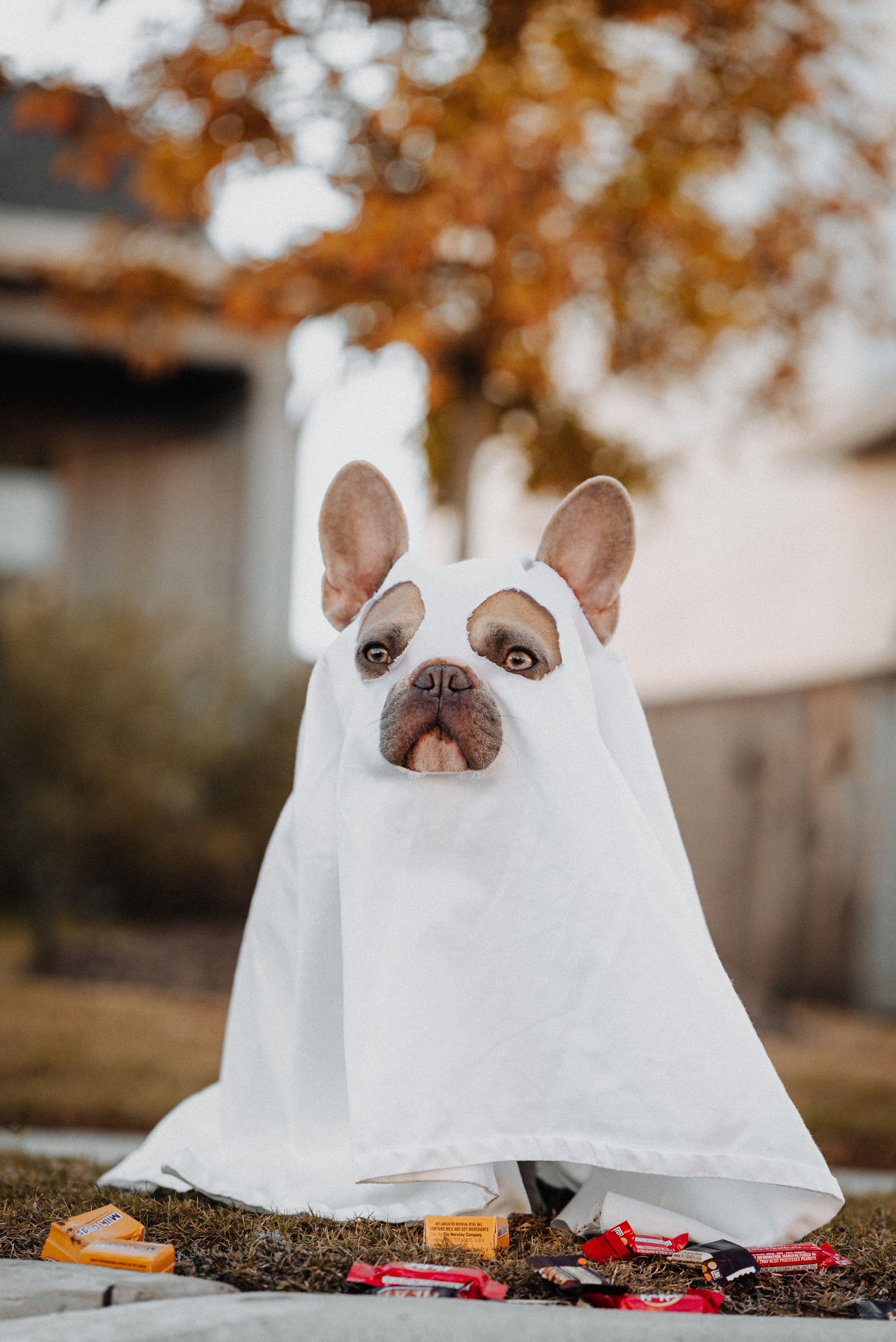 Dogs and the Changing Seasons