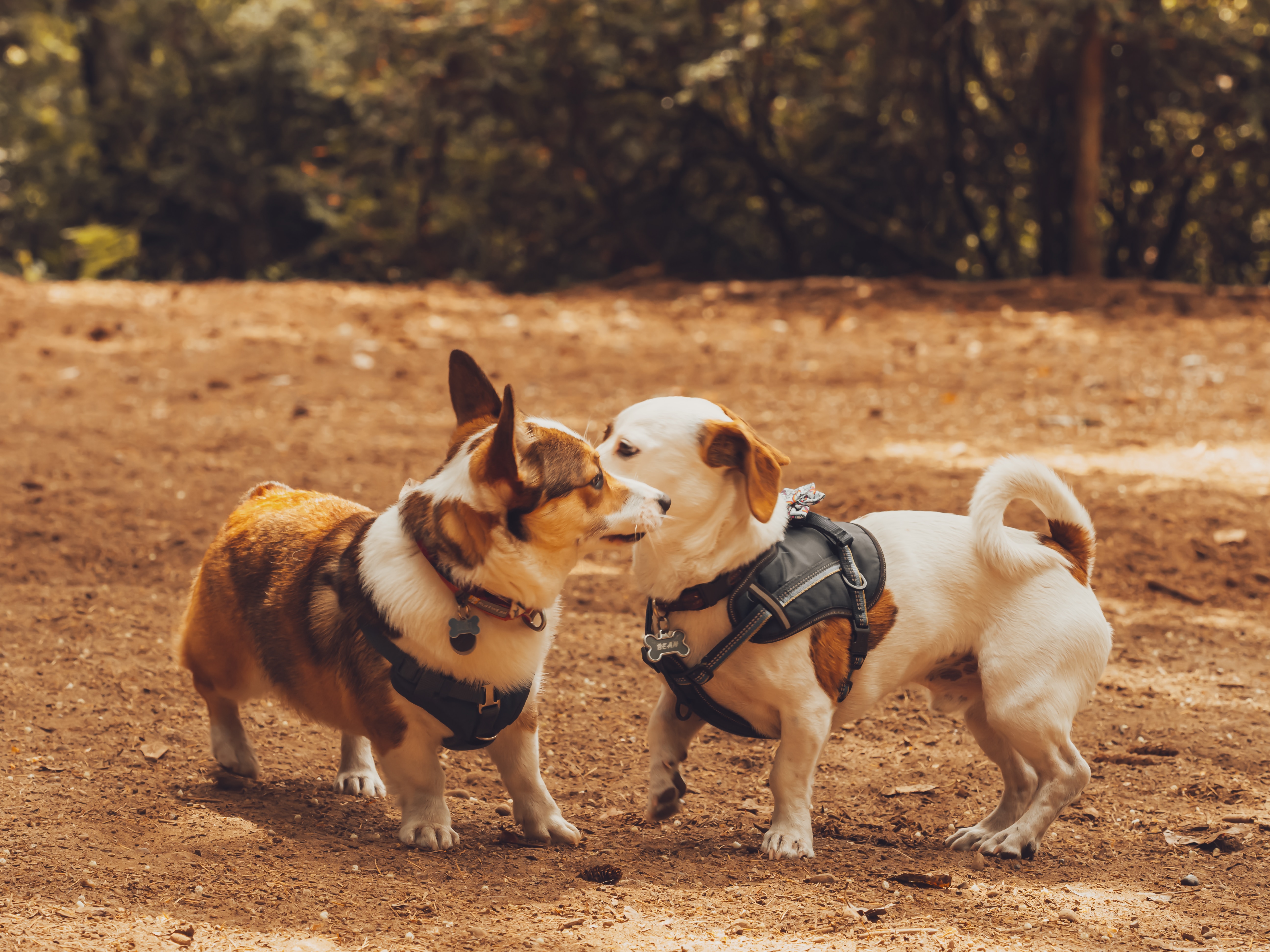Small Dog Breeds: A Comprehensive Guide