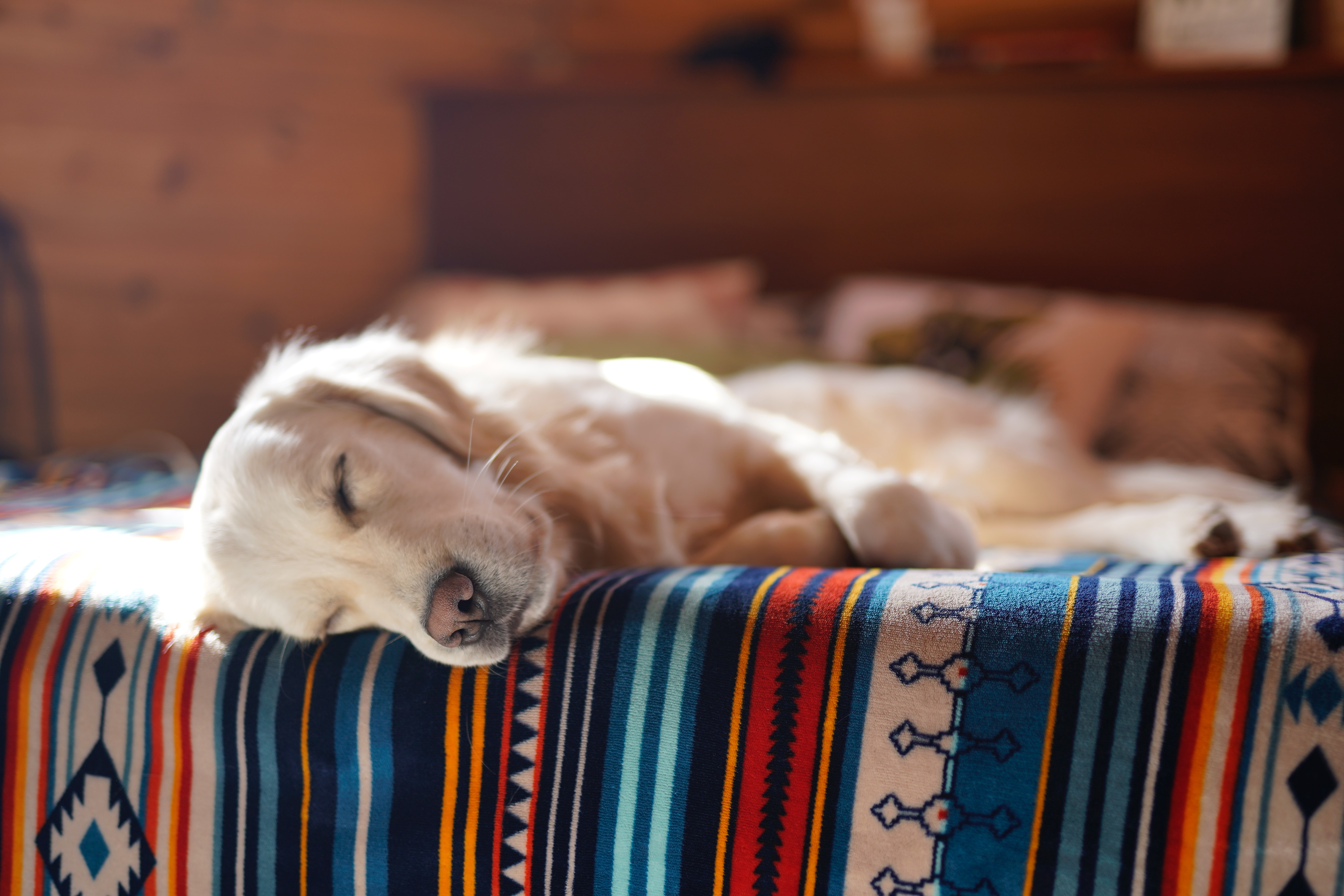 The Emotional Life of Dogs: Understanding Canine Emotions