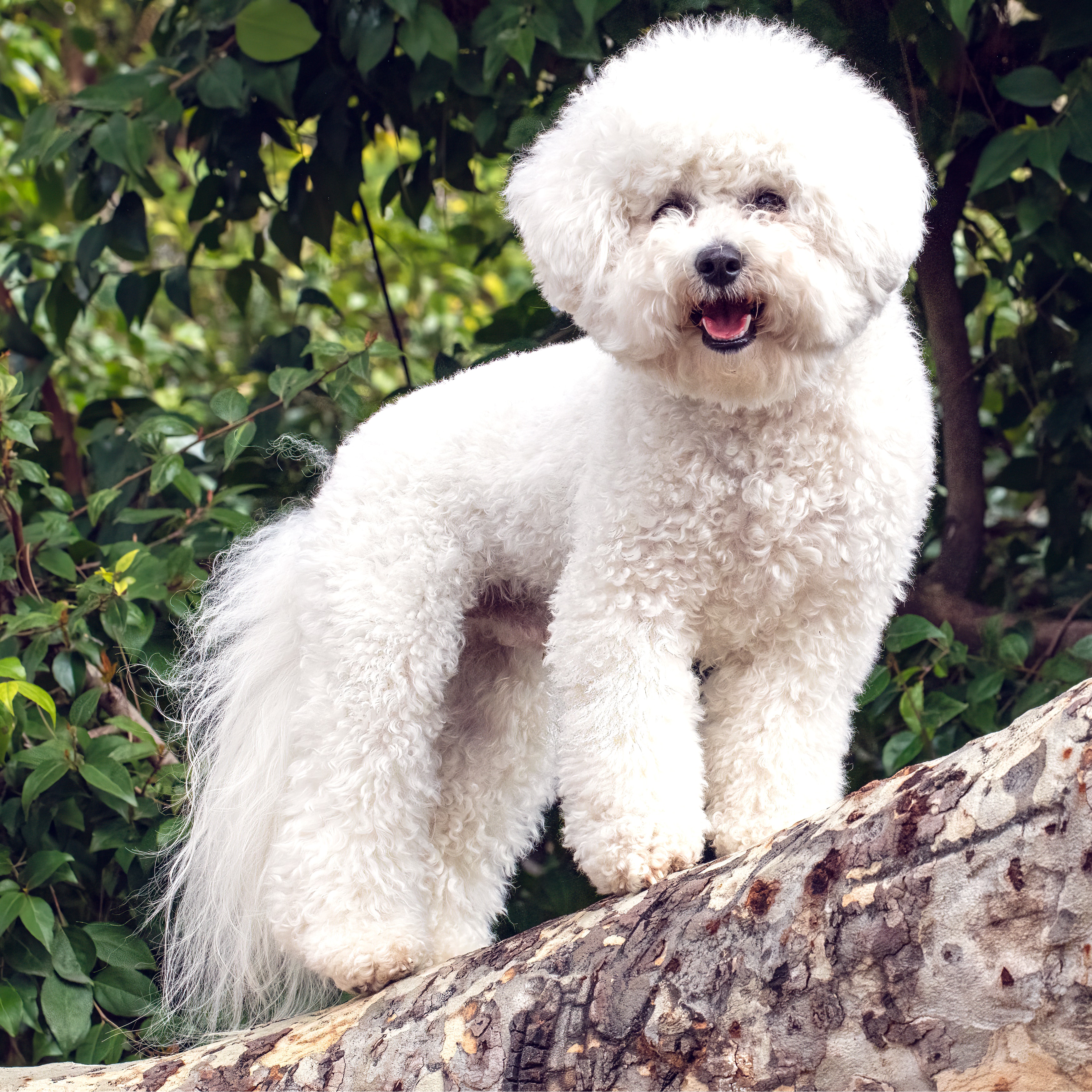 Preventing Dog Obesity: Exercise and Nutrition Tips