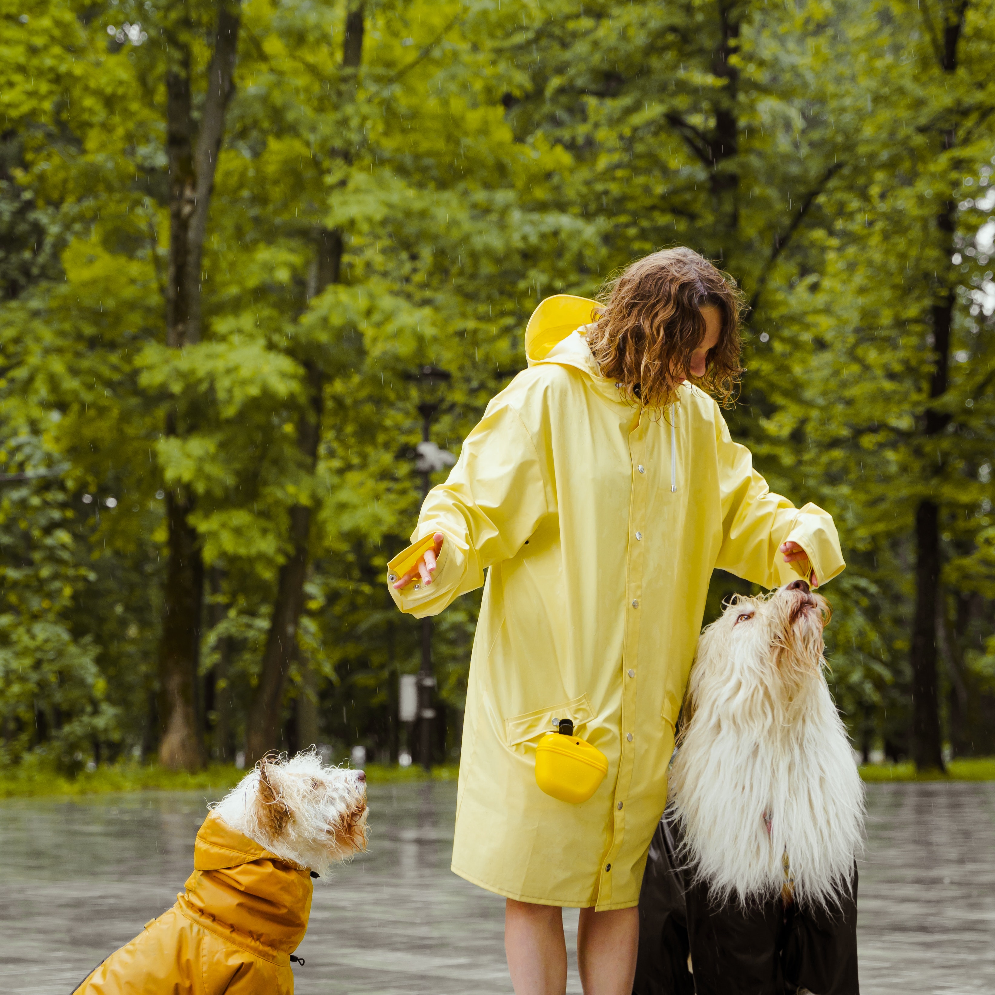 Understanding Dog Allergies
