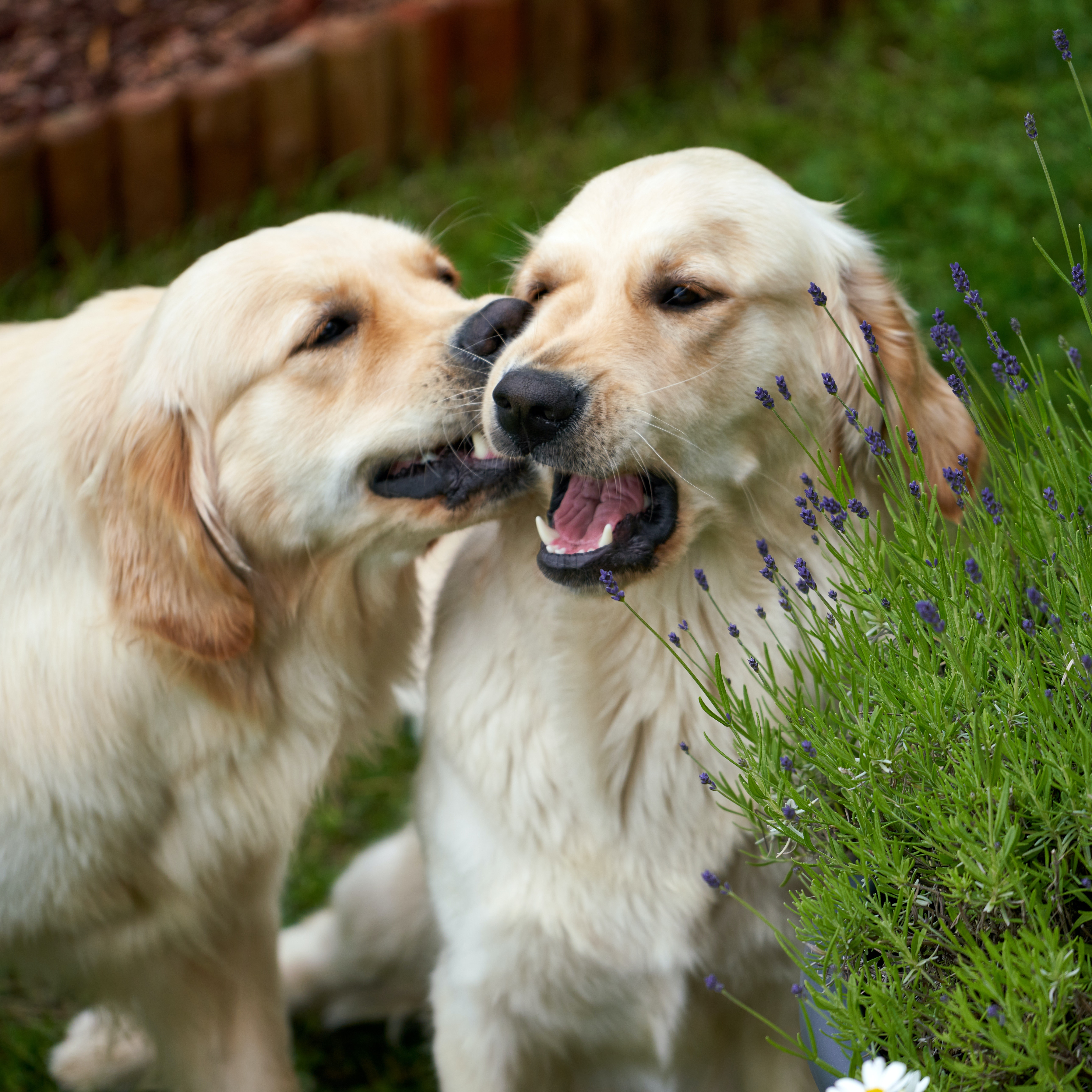 The Importance of Play for Your Dog