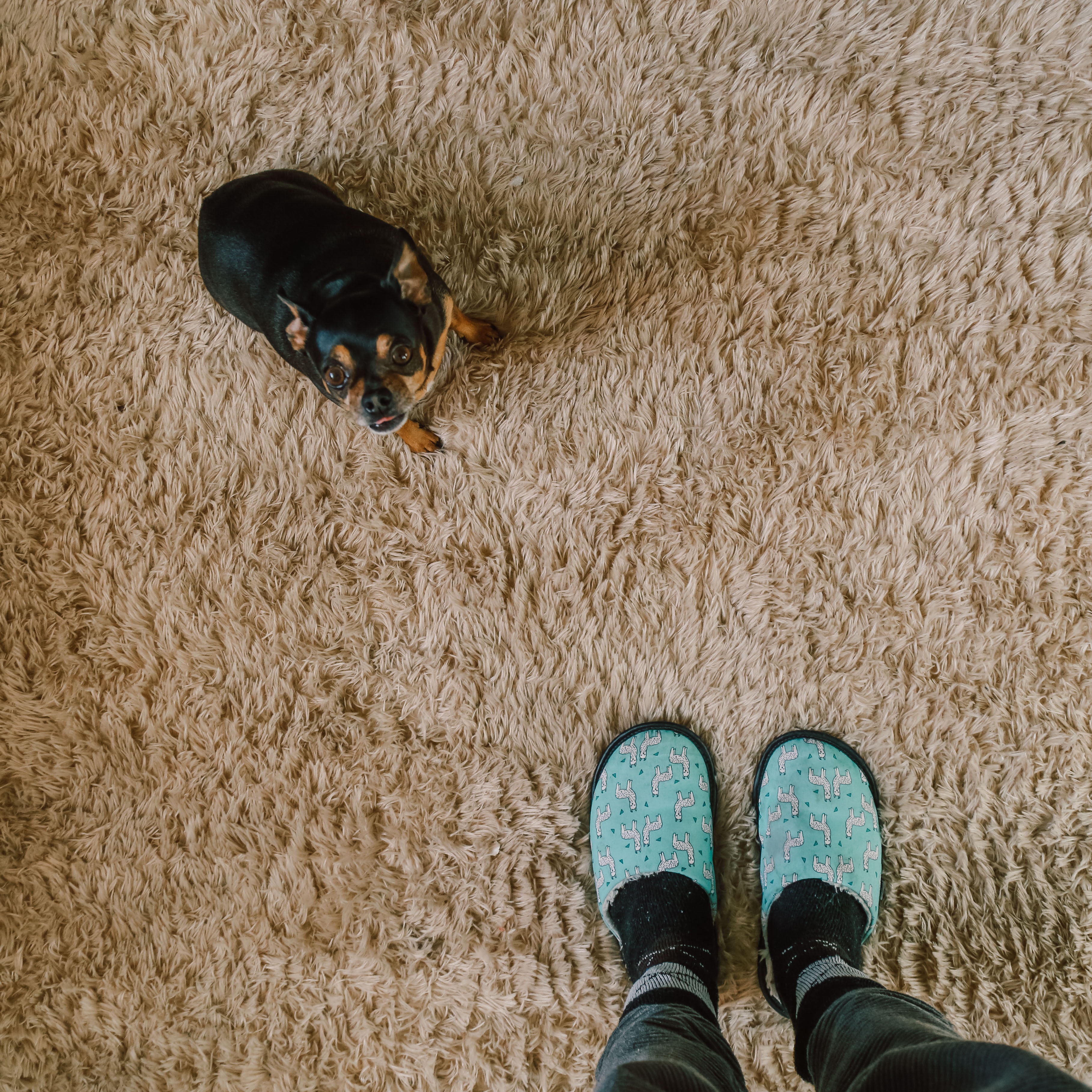 The Role of Dogs in Therapy and Emotional Support