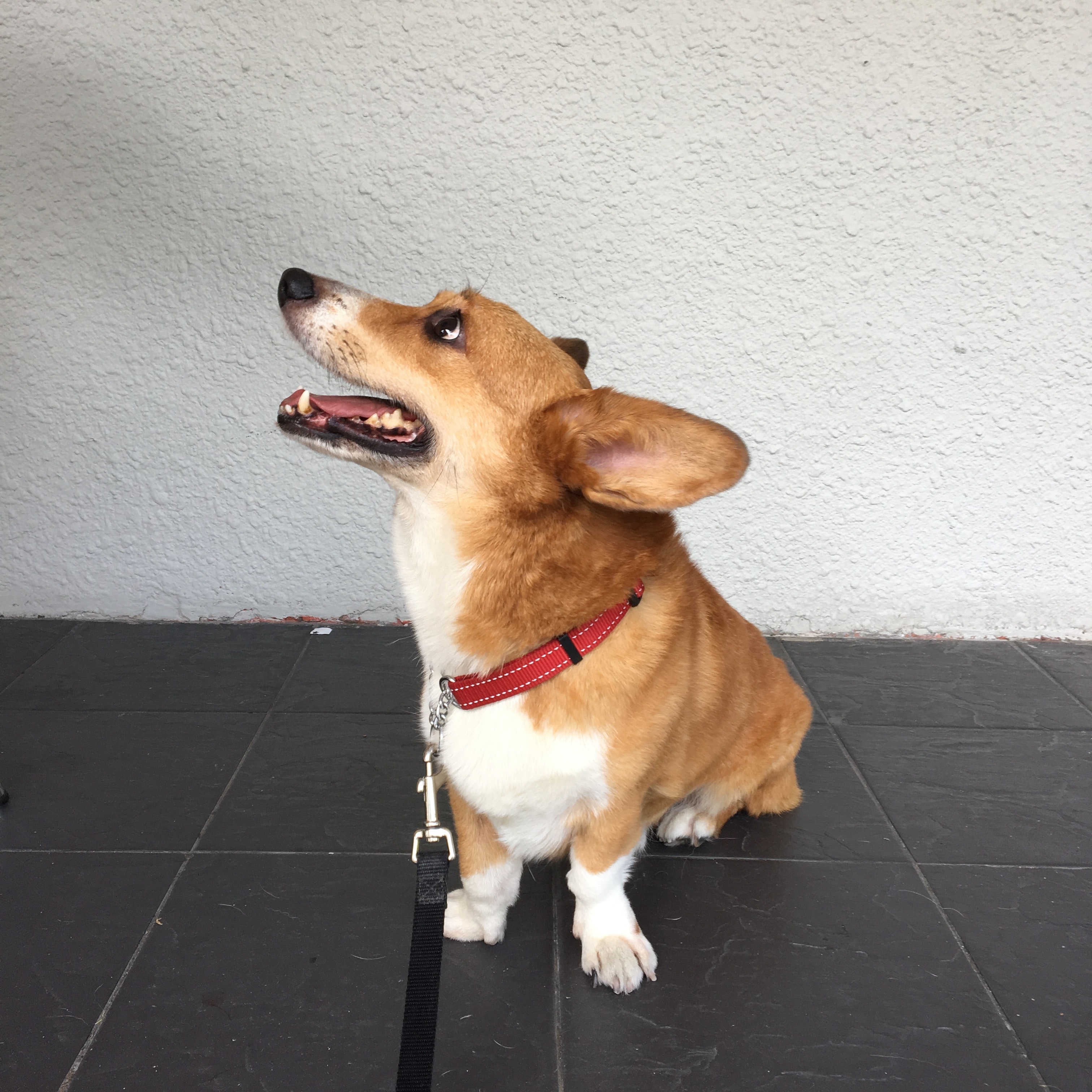 Breeds for Apartment Living