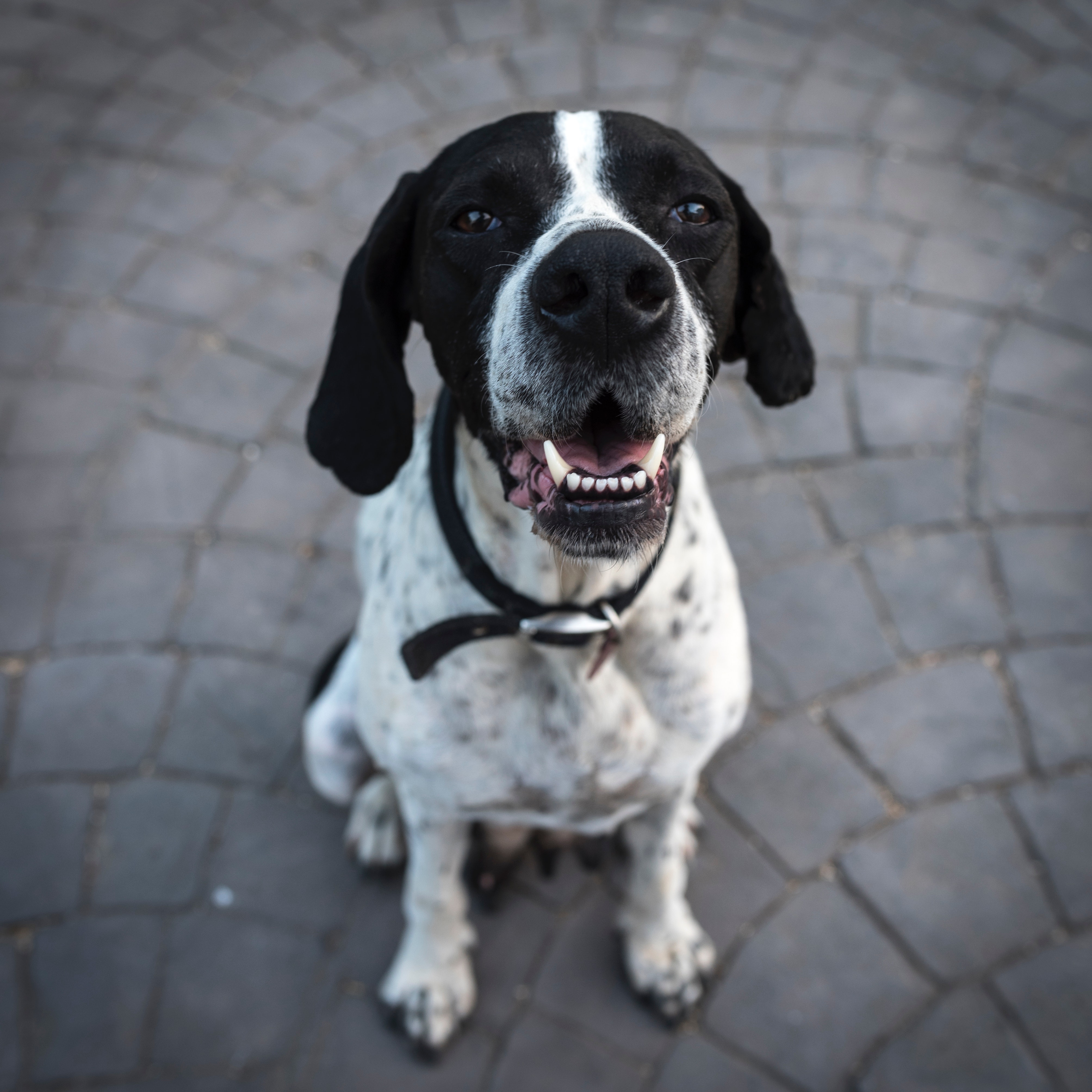 Caring for a Blind or Visually Impaired Dog