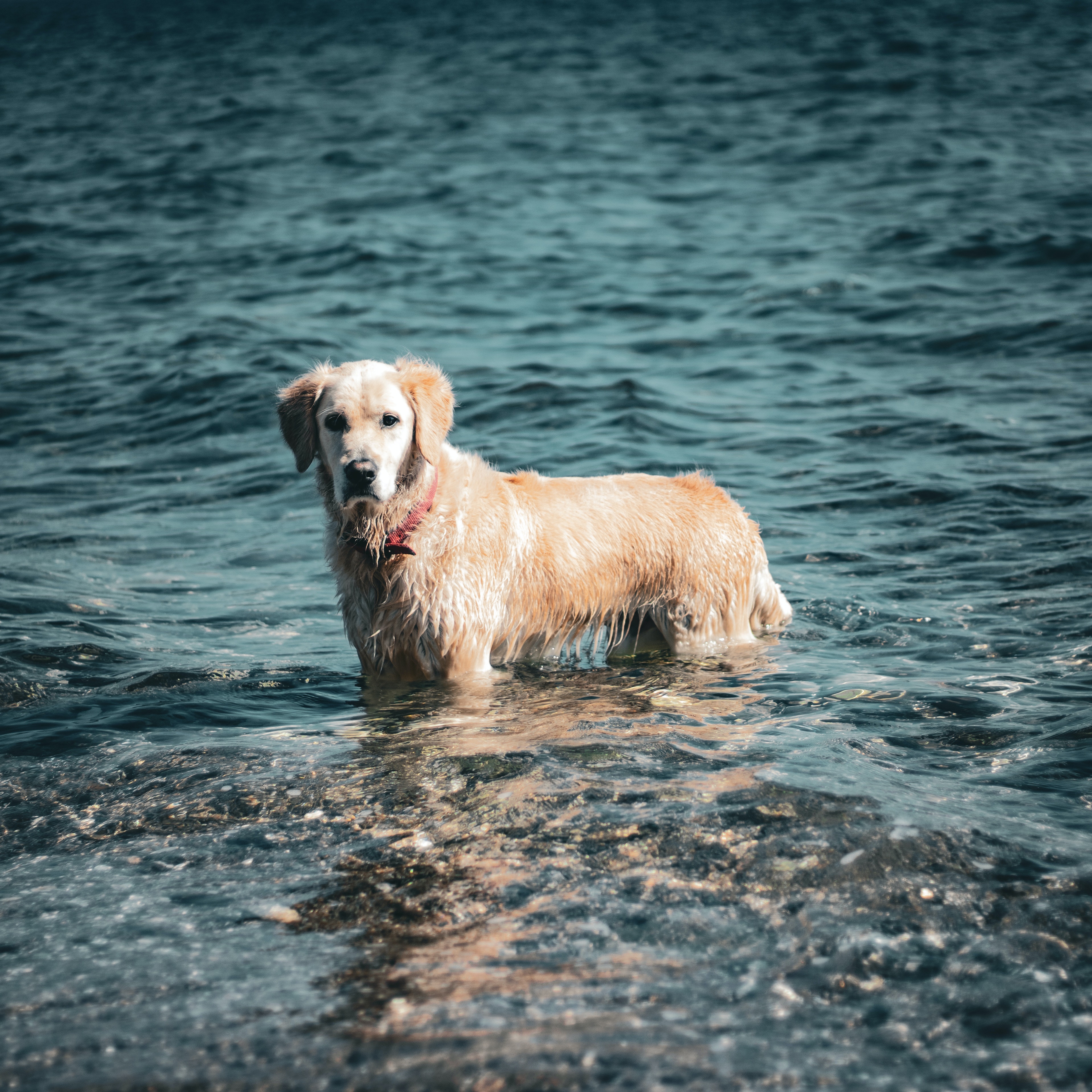 The History of Dog Breeding
