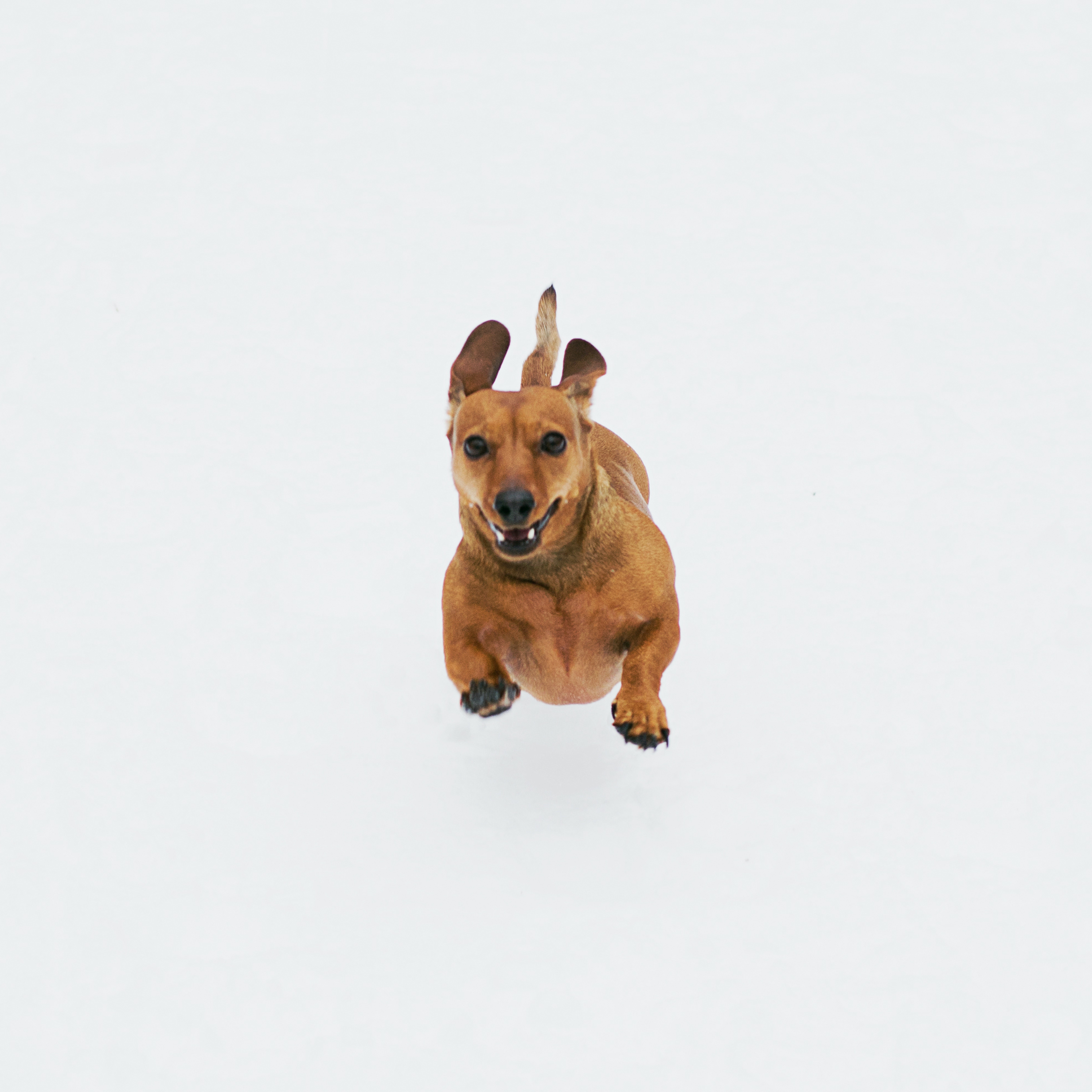 Training Your Dog for Car Rides