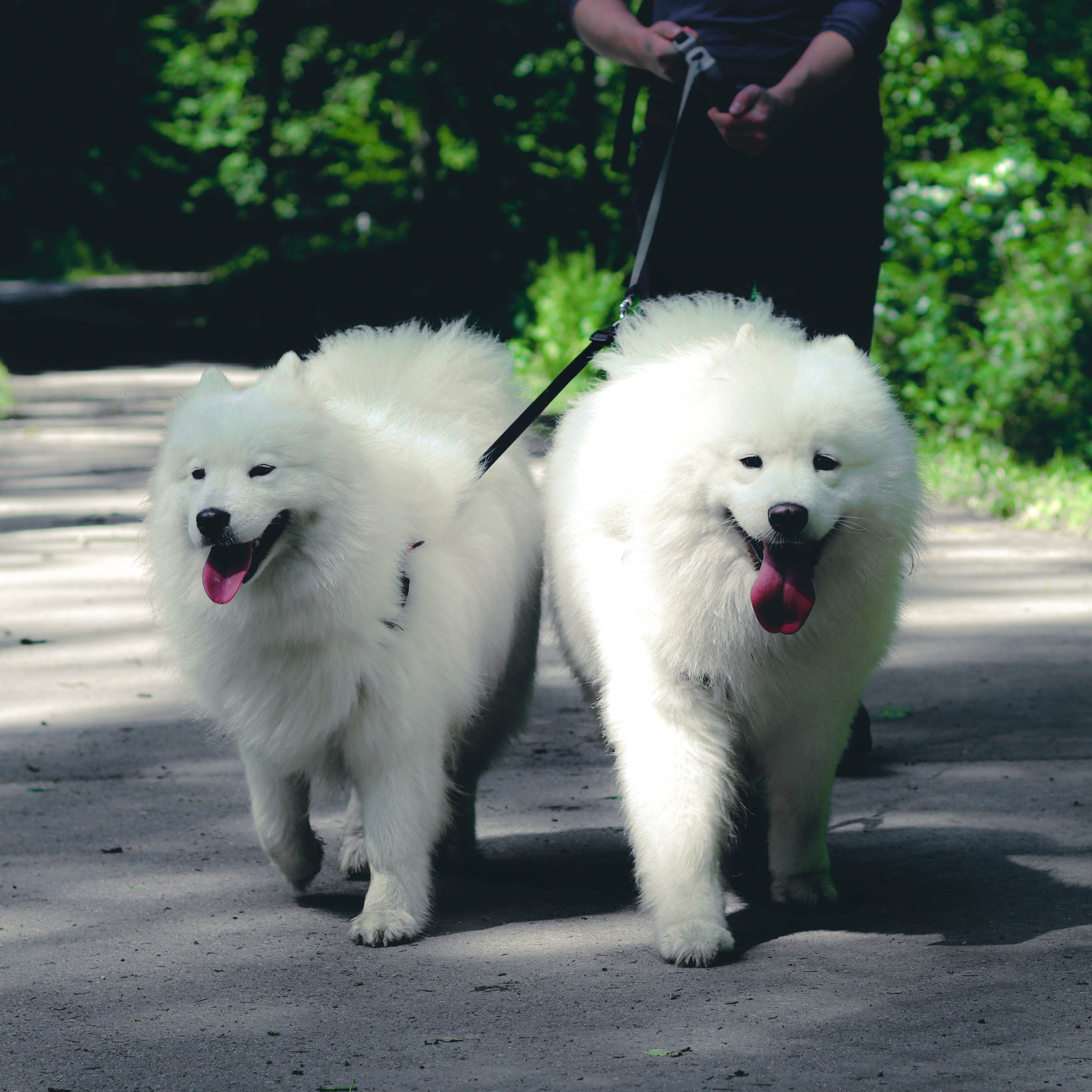 The Benefits of Microchipping Your Dog