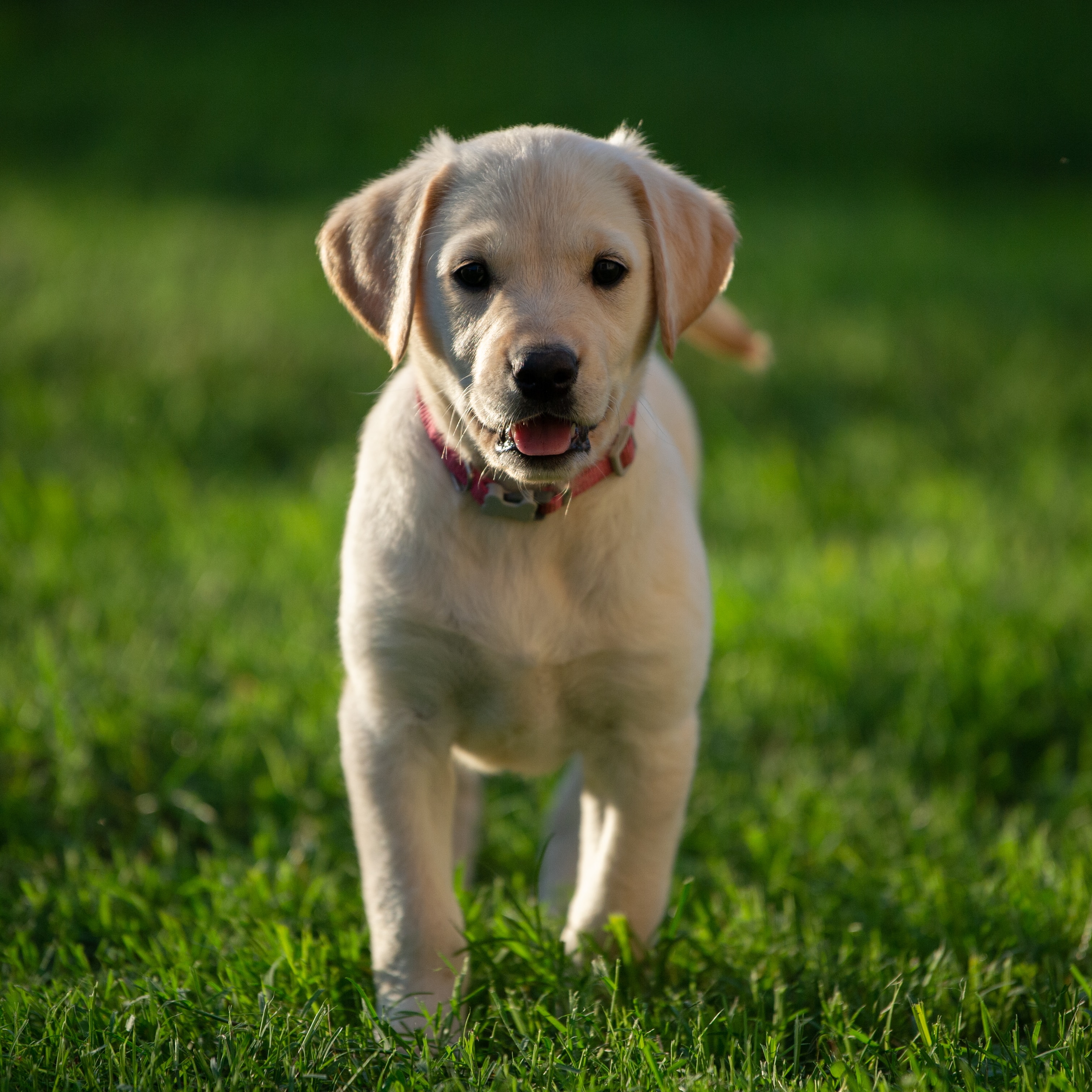 Understanding Dog Breeds: The Labrador Retriever