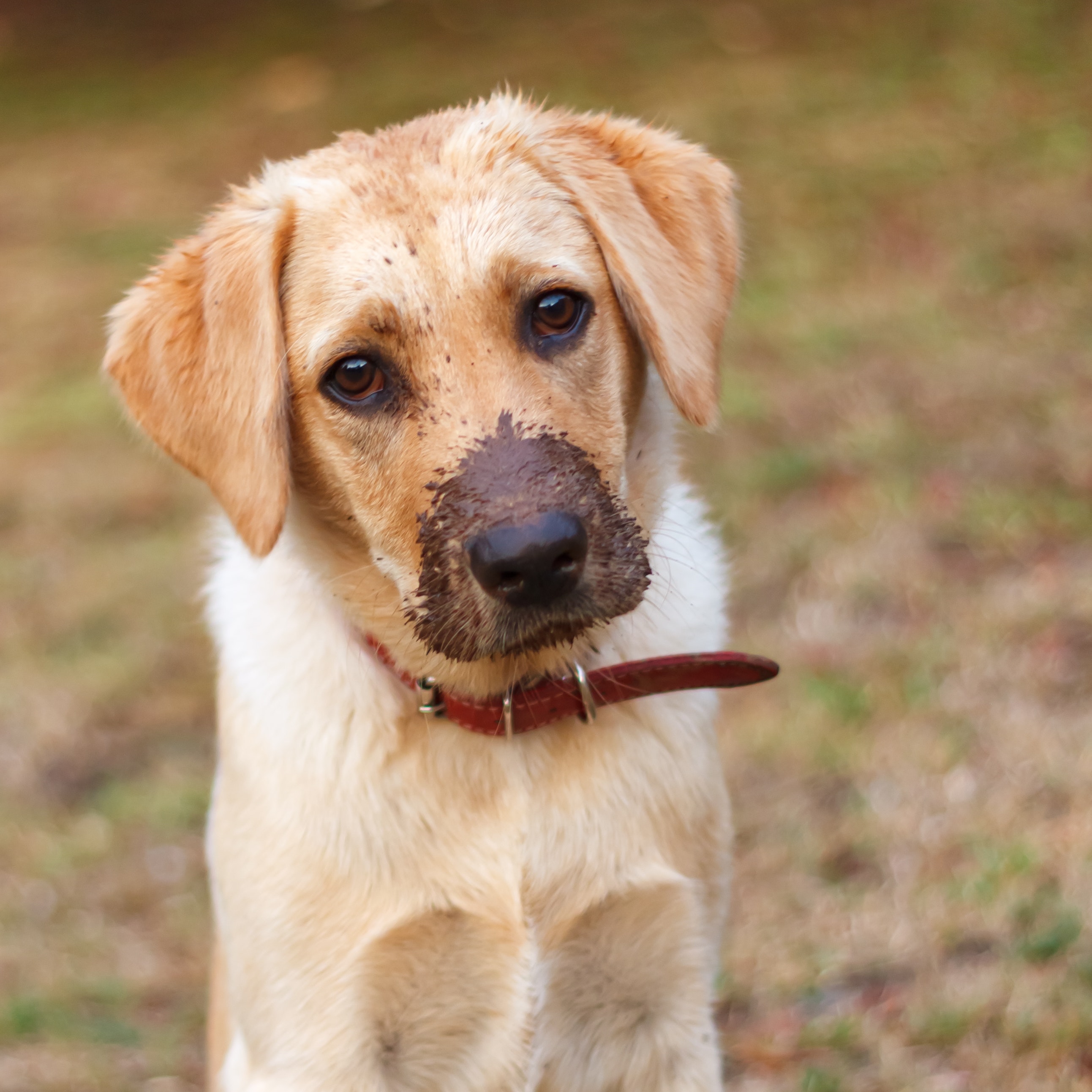 First Aid for Dogs: Essential Knowledge for Pet Owners