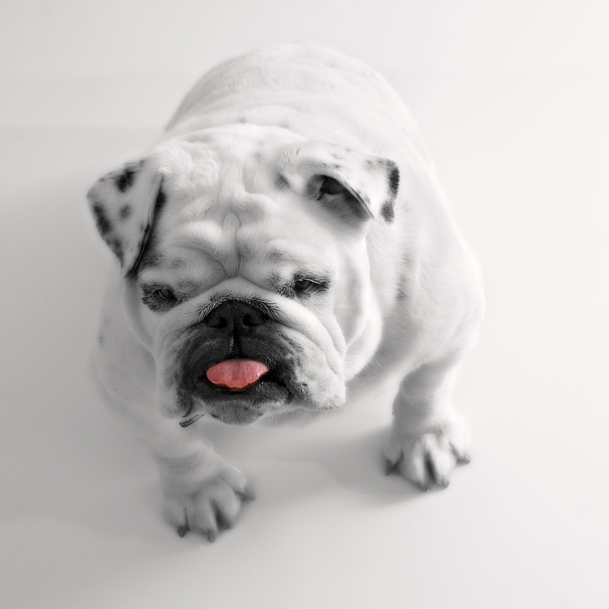 Understanding Different Types of Dog Food