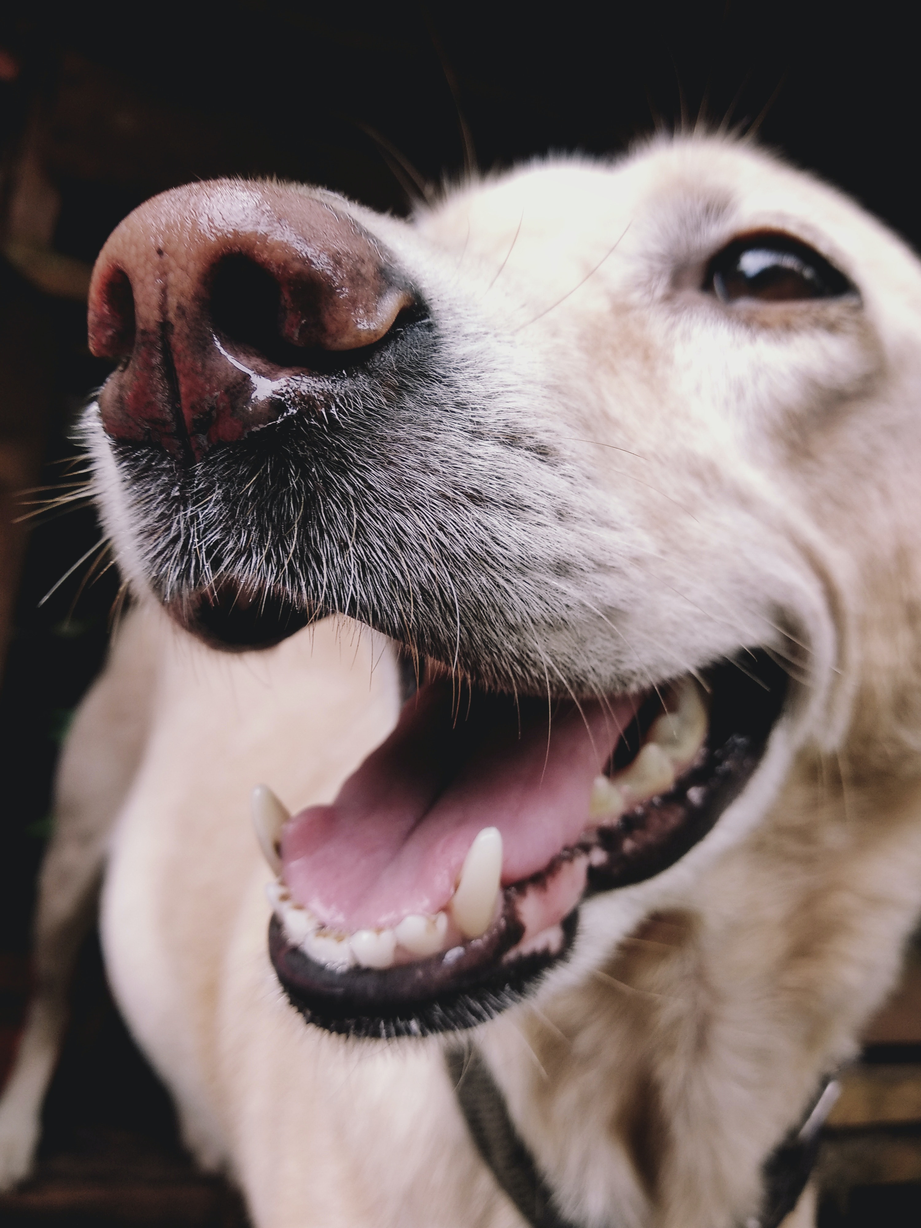 Choosing the Right Toys for Your Dog