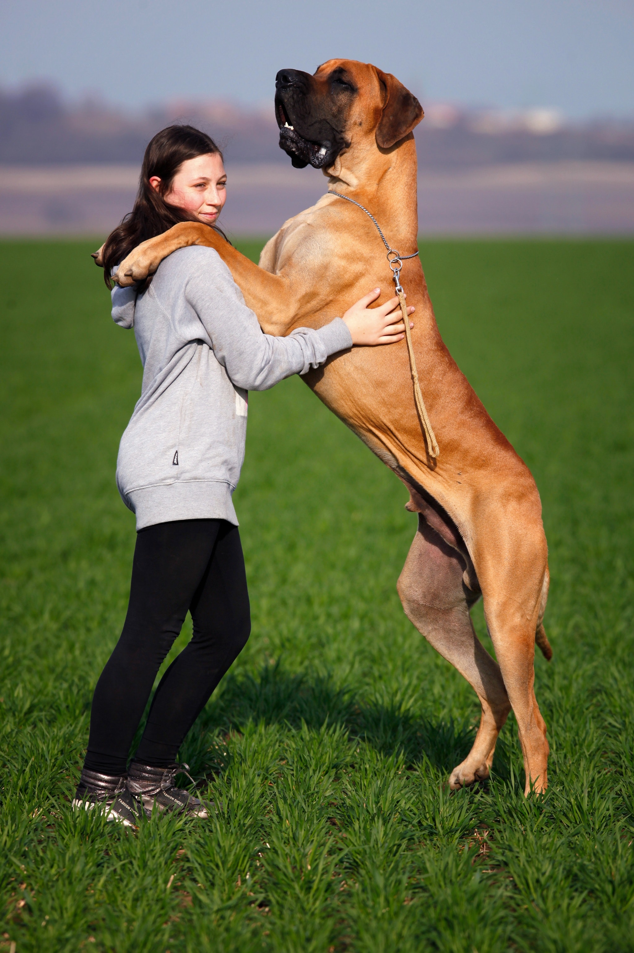 Caring for a Deaf Dog: Training and Communication Tips