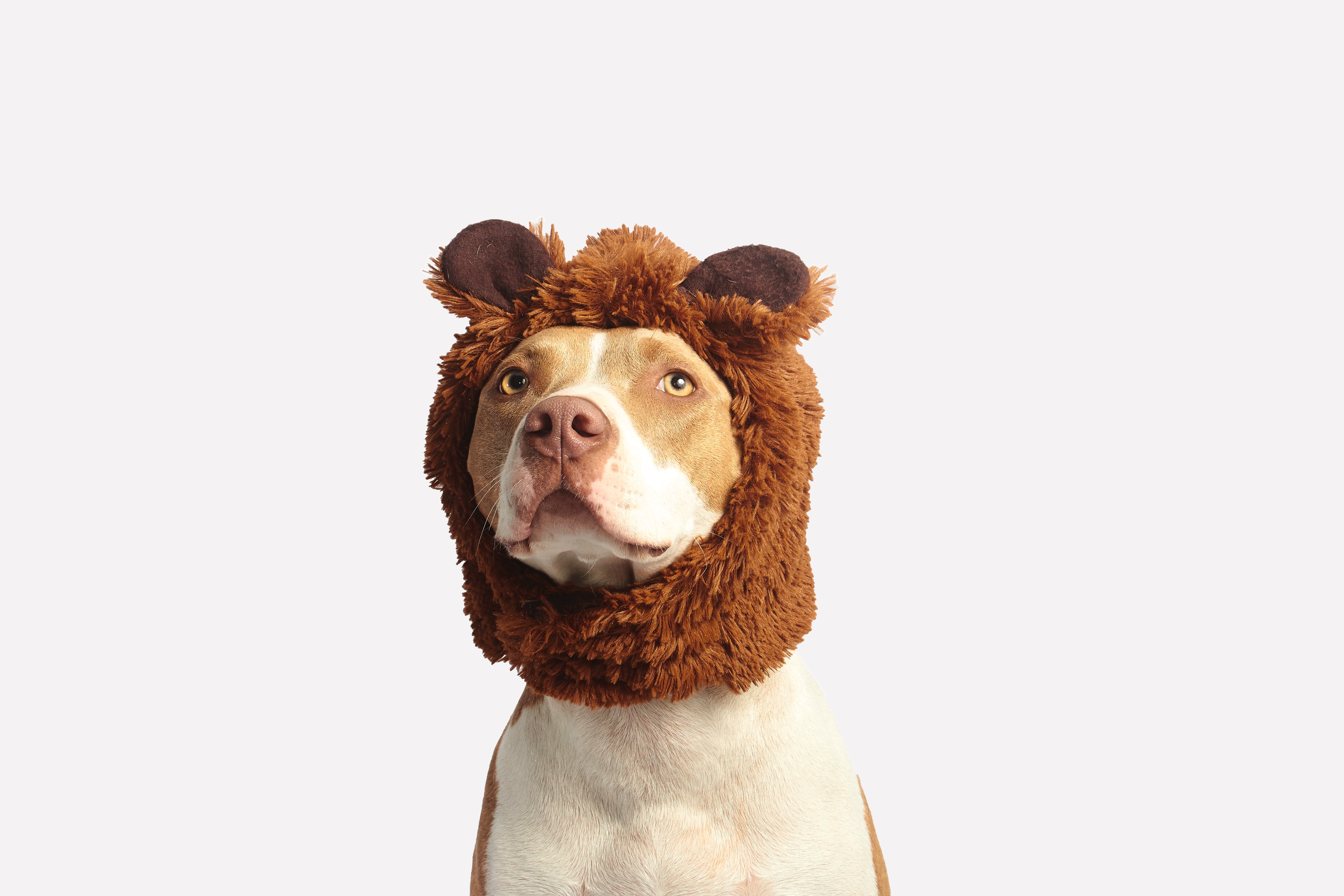 Canine Fashion: Dressing Your Dog for Different Seasons