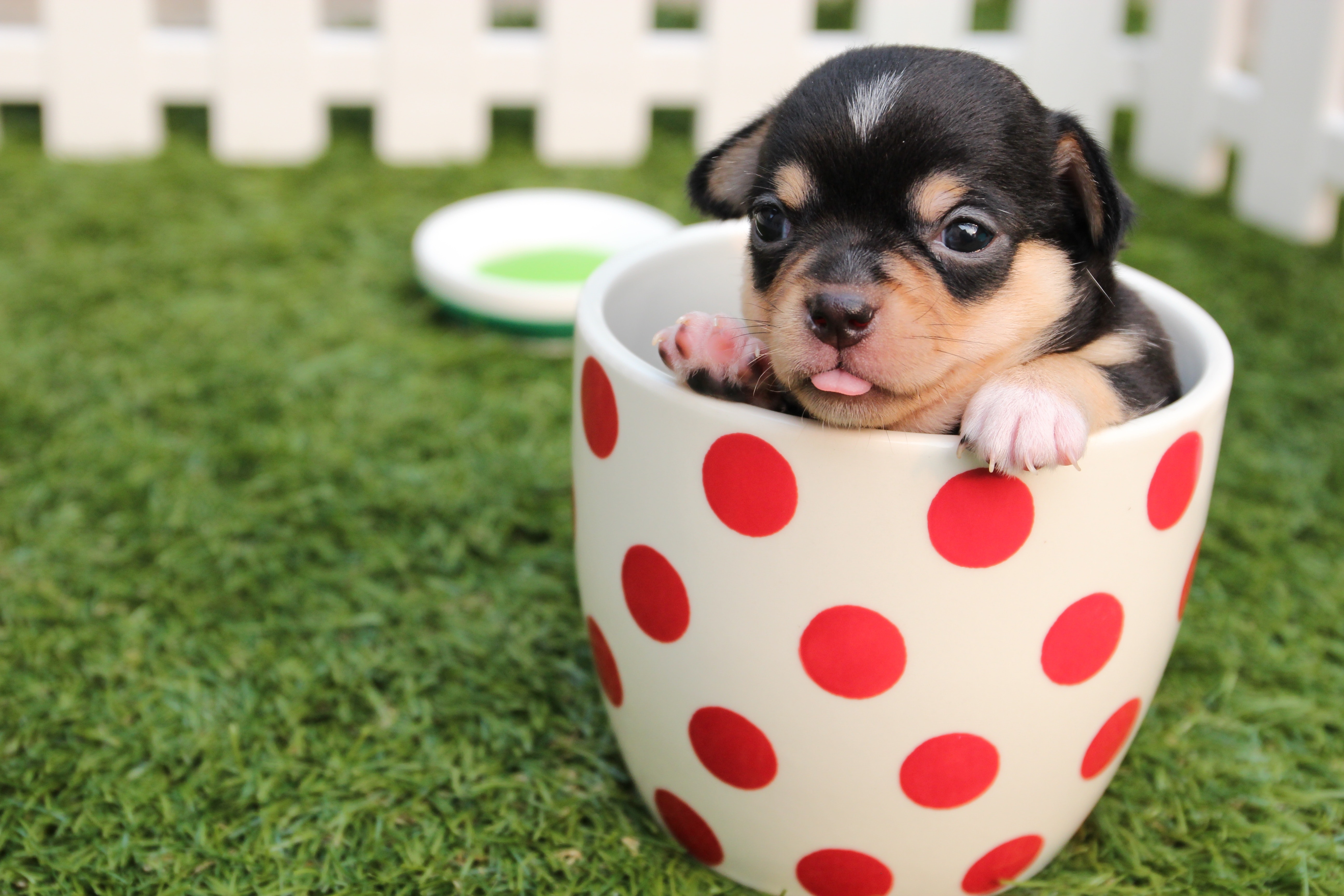 Toxic Foods for Dogs: What Not to Share from Your Plate