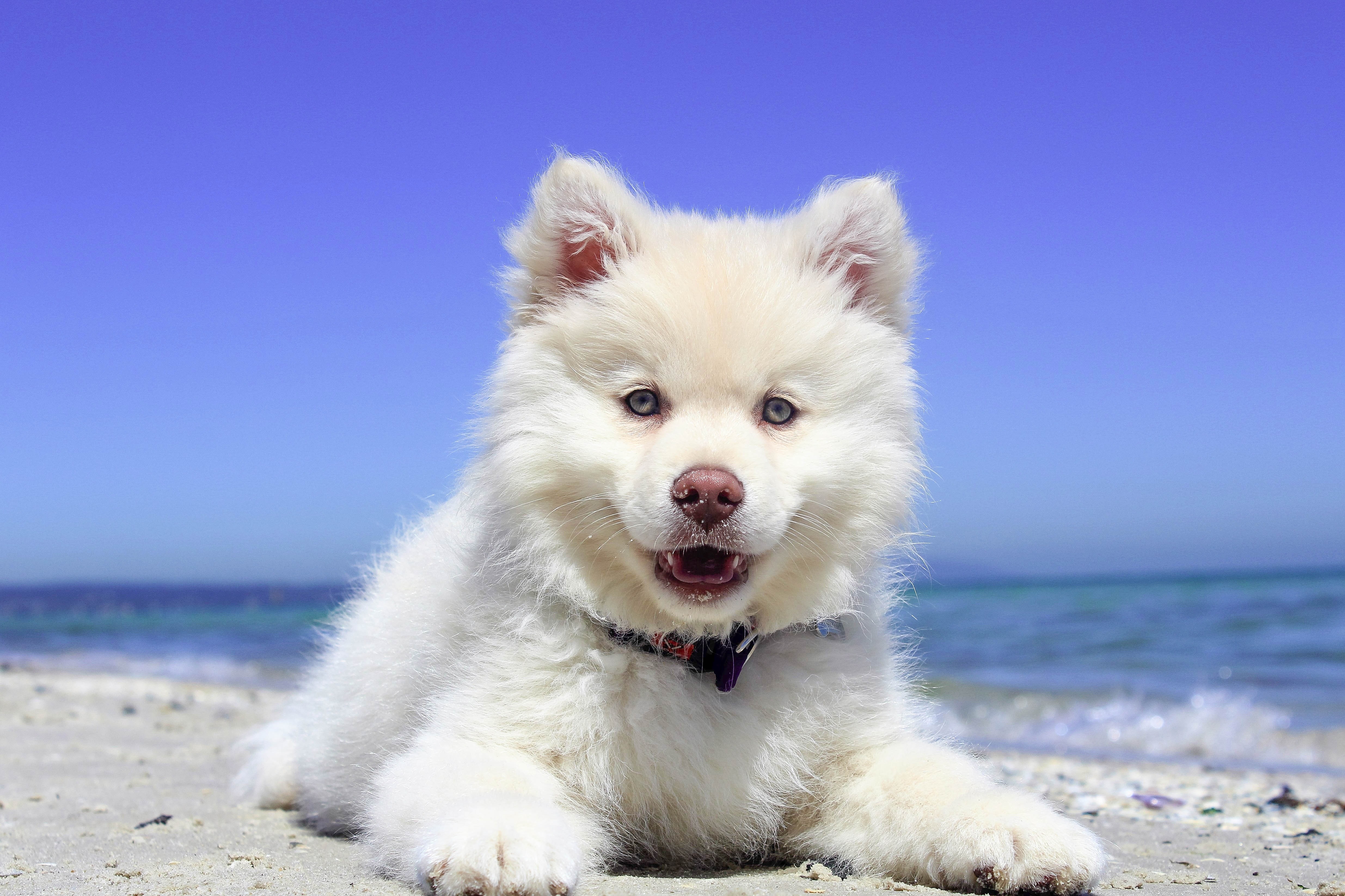 Puppies vs. Adult Dogs: Which is Right for You?
