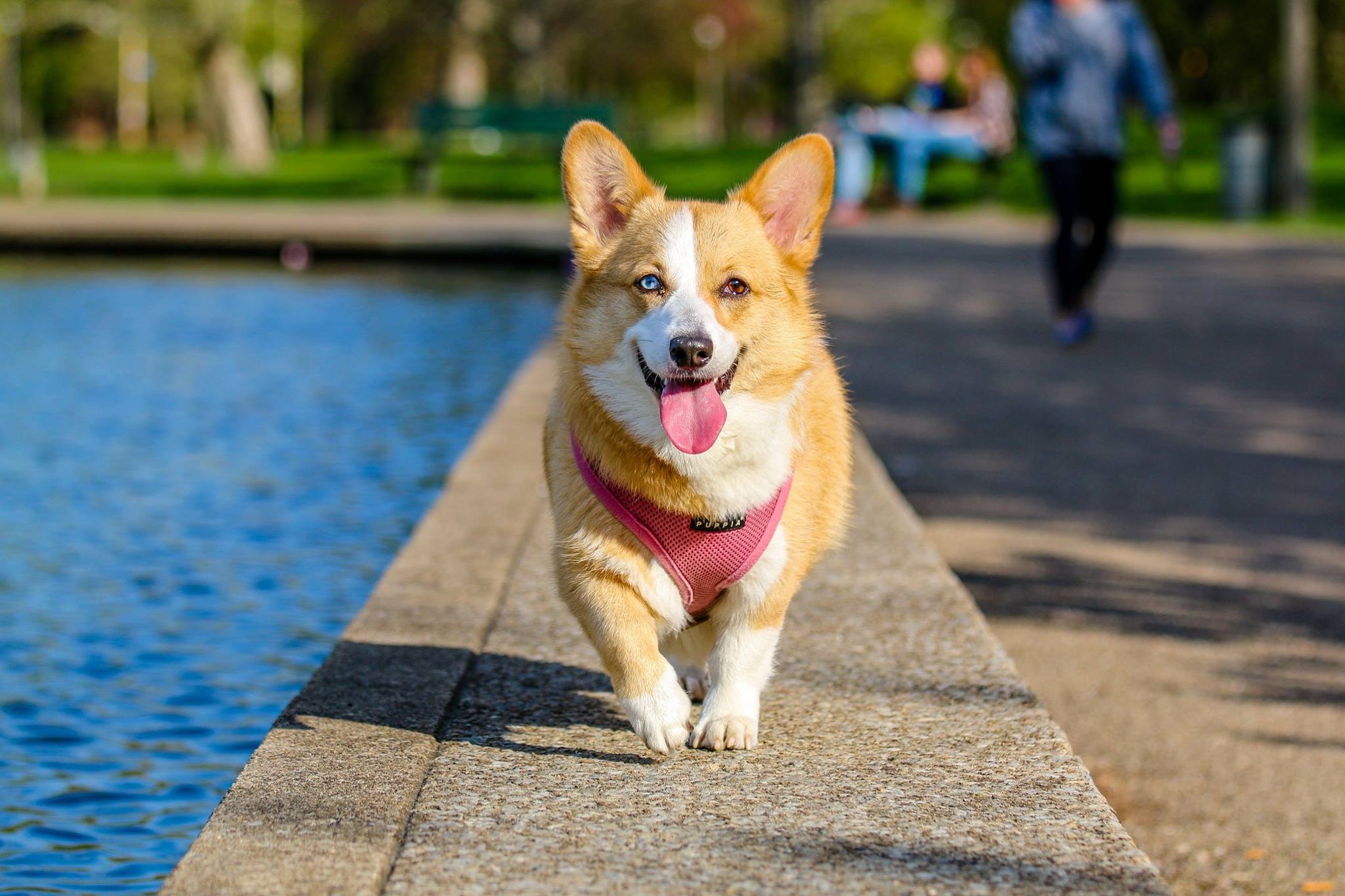 Dogs and Water: Teaching Your Dog to Swim