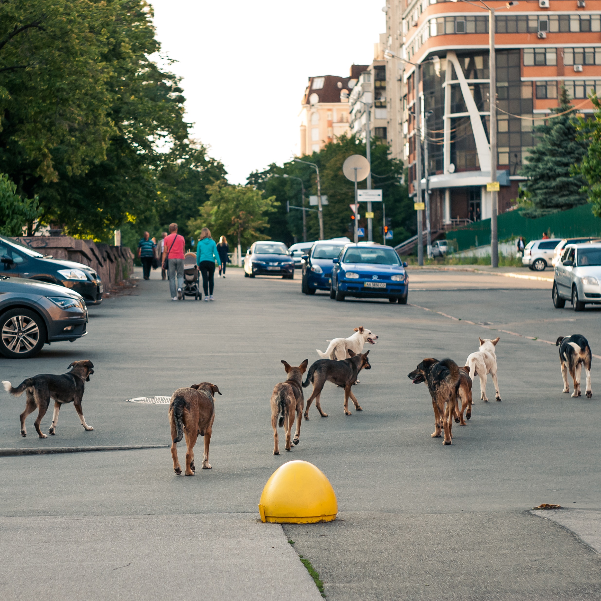 Unusual Dog Breeds You Might Not Know About