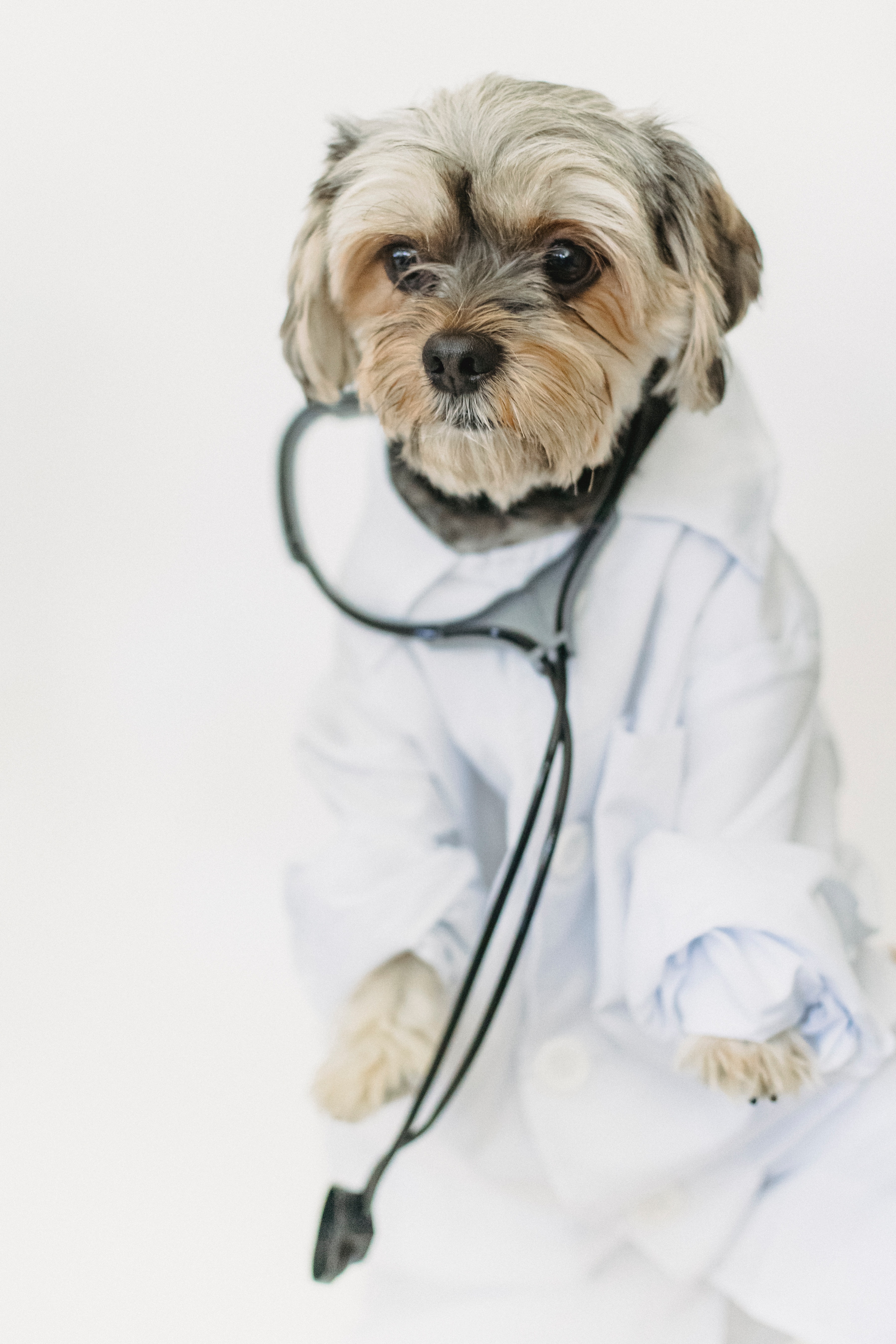 The Science of Dogs: How Dogs Perceive the World