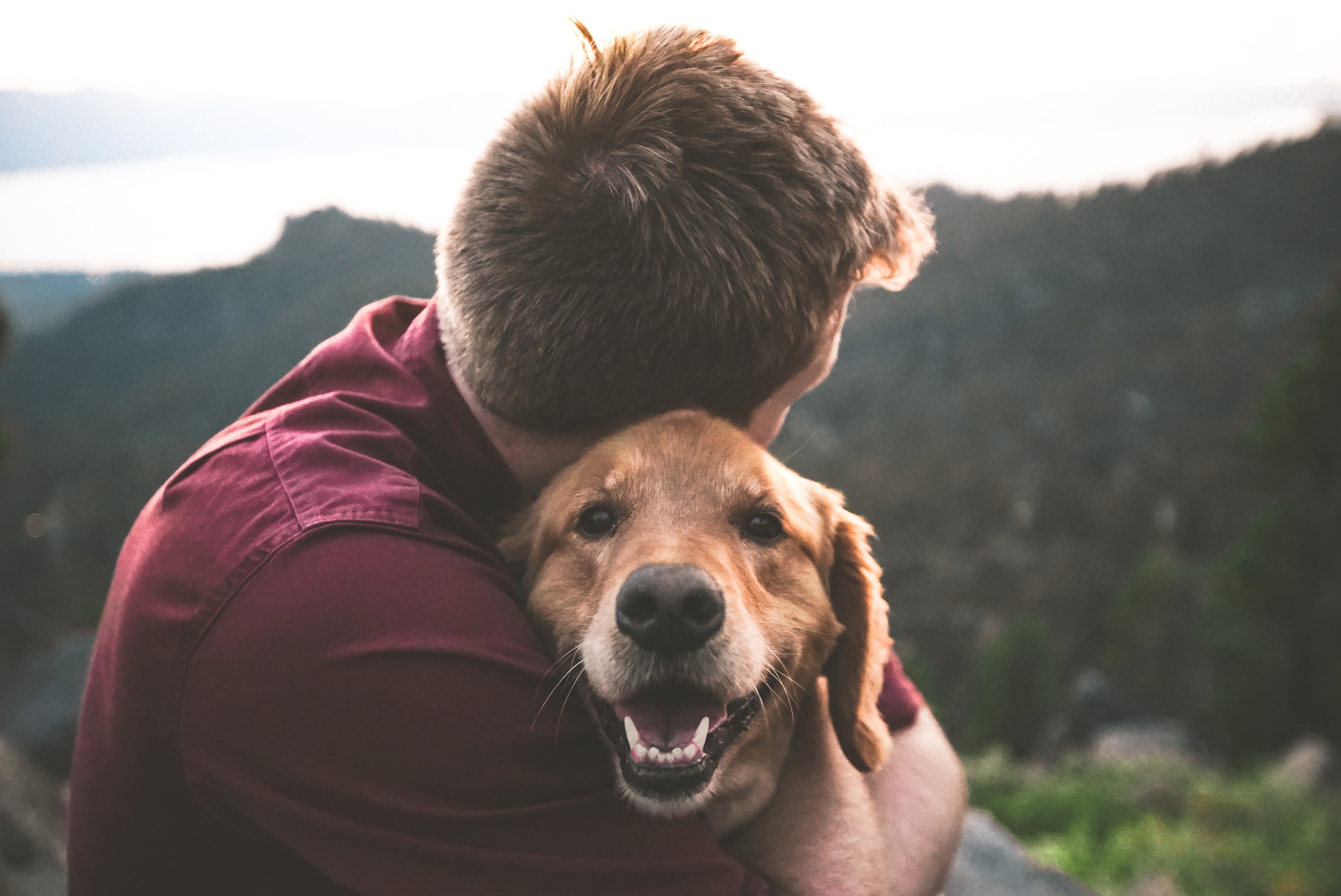 Common Skin Problems in Dogs: Identification and Treatment