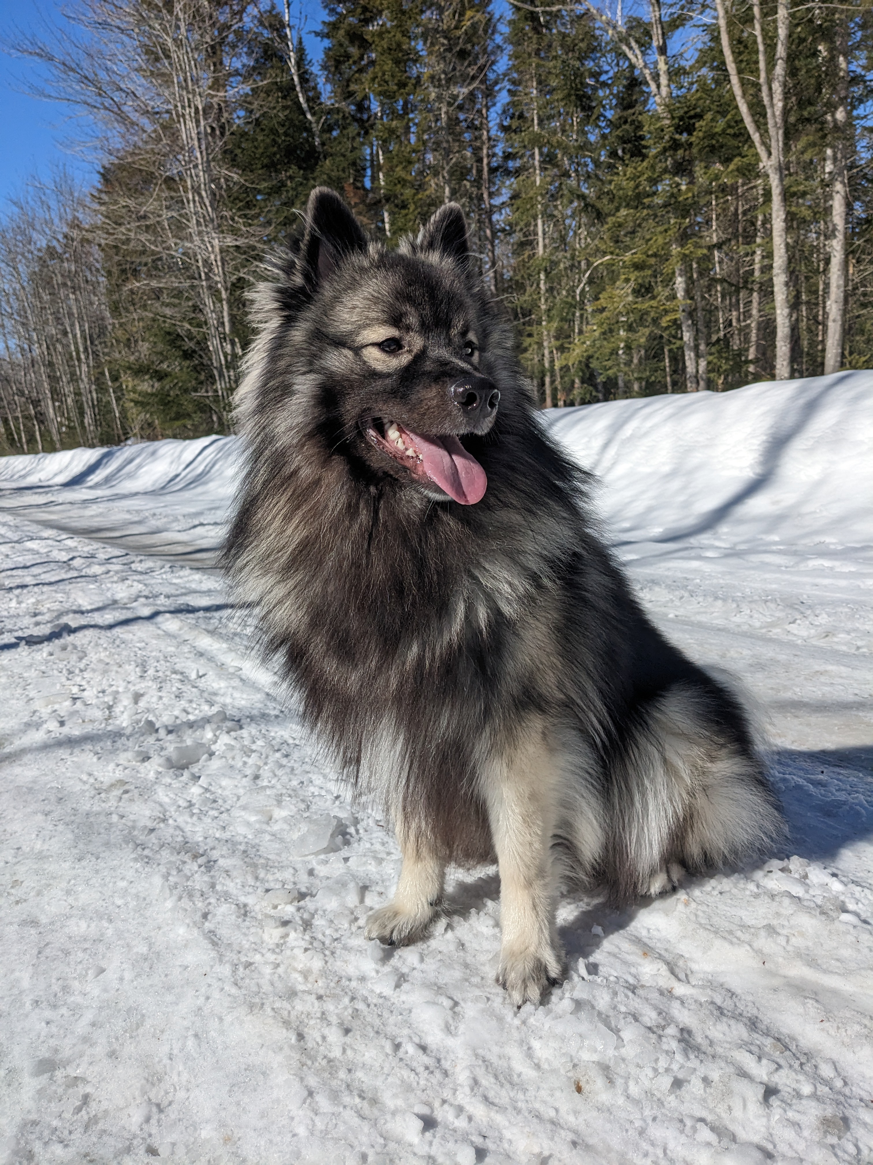 Keeshond: Breed History and Origin