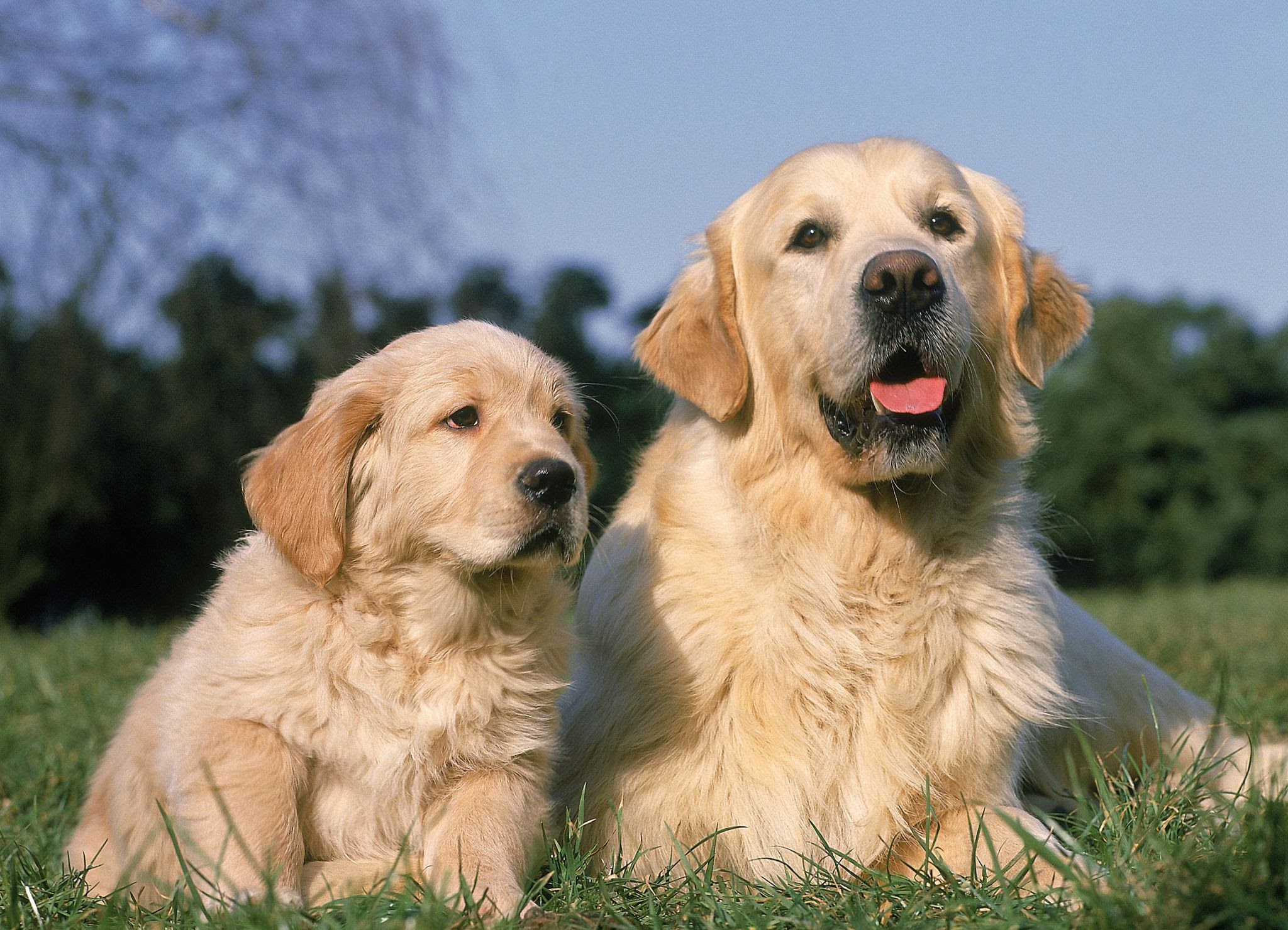 Understanding Your Dog’s Breed: Golden Retriever