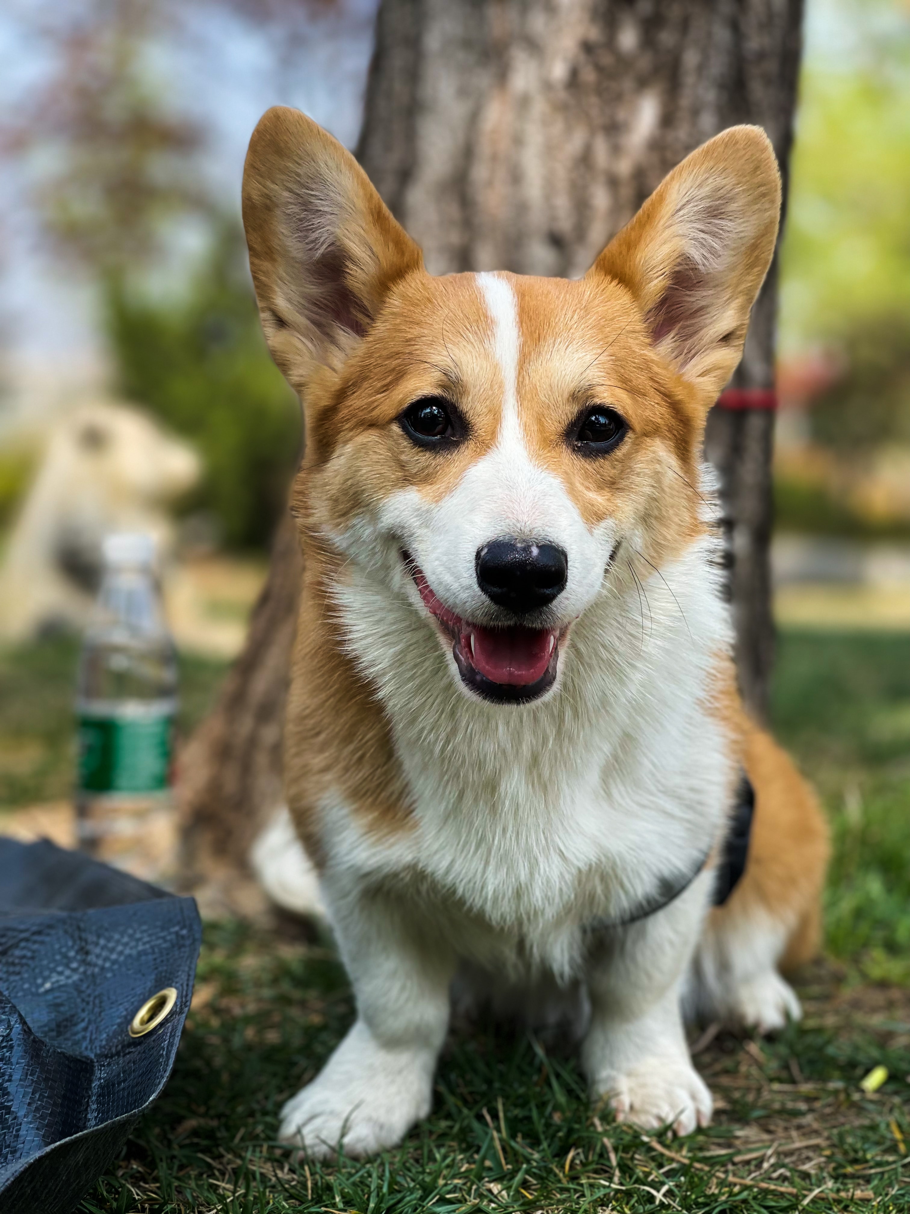 Eco-Friendly Dog Care: Tips for Sustainable Pet Ownership