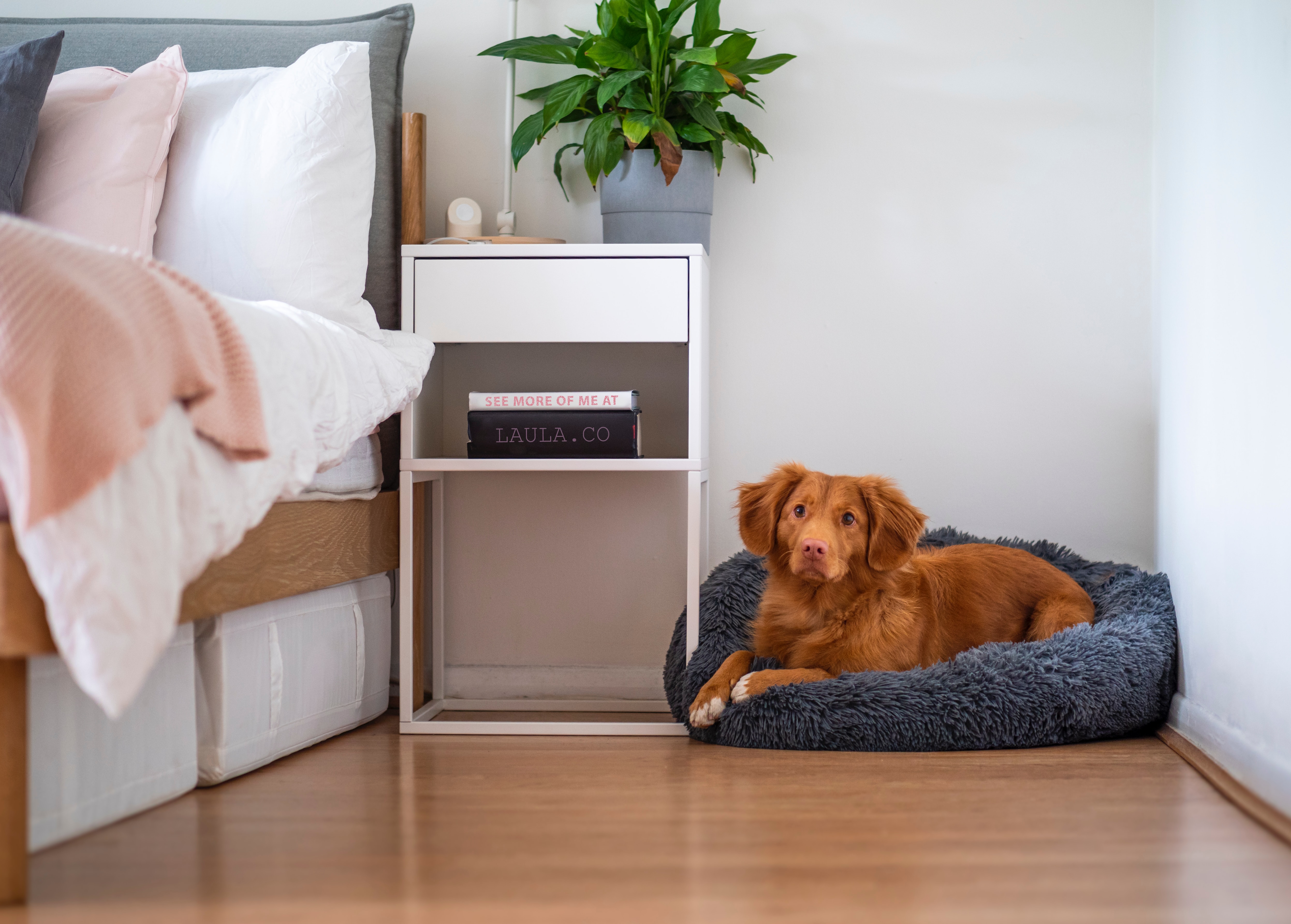 Choosing the Right Bed for Your Dog