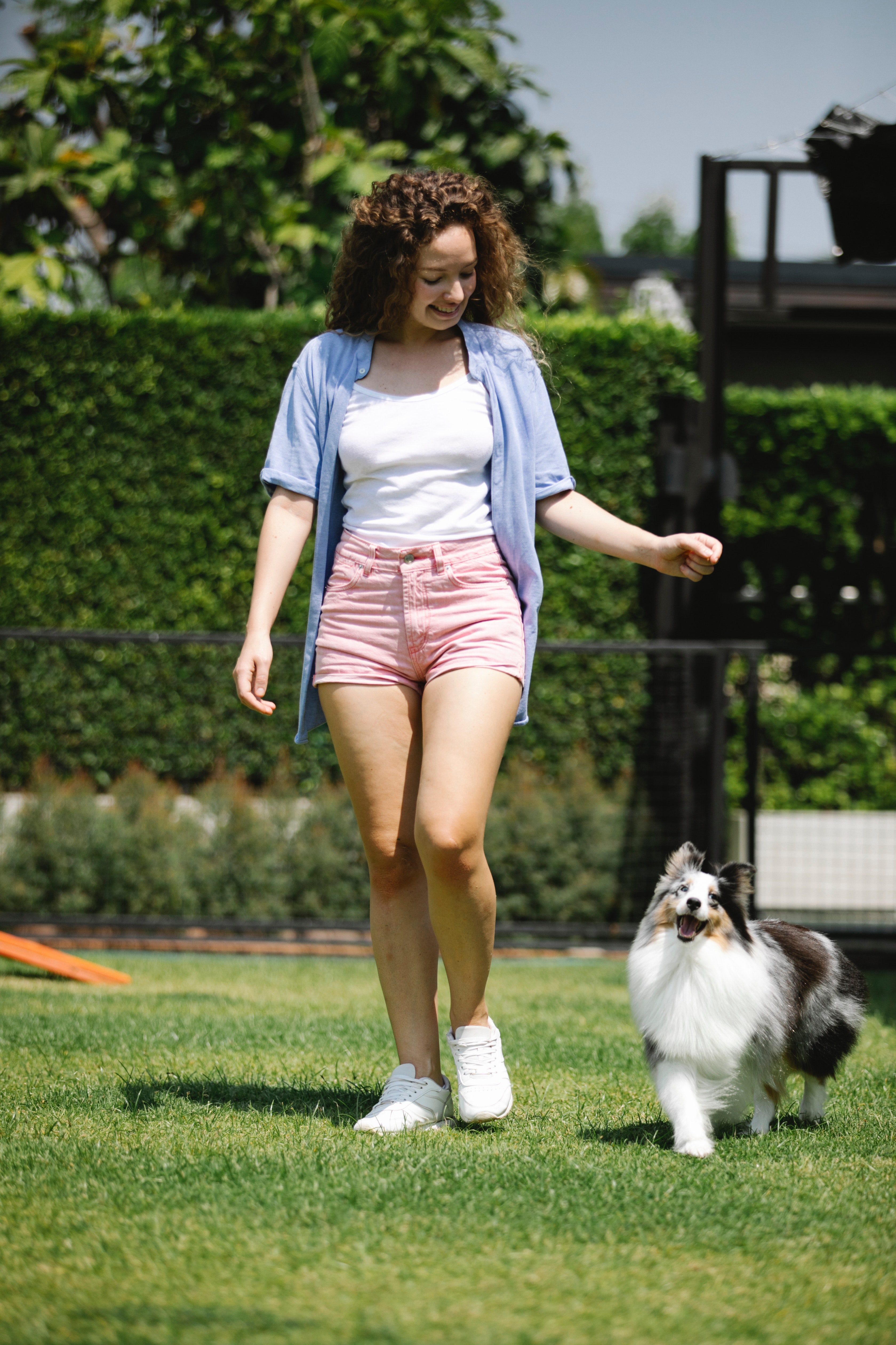The World of Dog Shows: Understanding the Basics