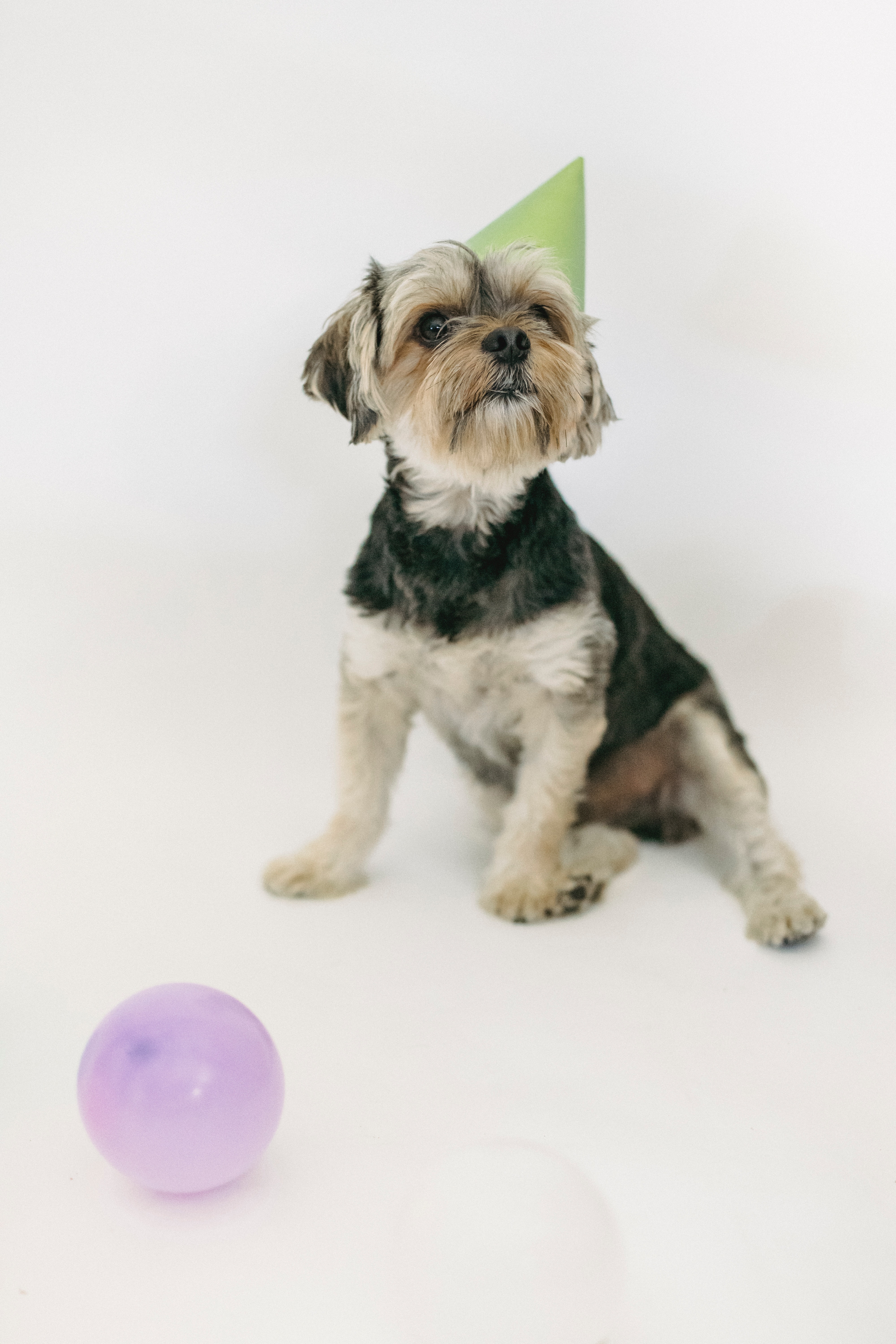 Celebrating Your Dog’s Birthday: Fun and Creative Ideas
