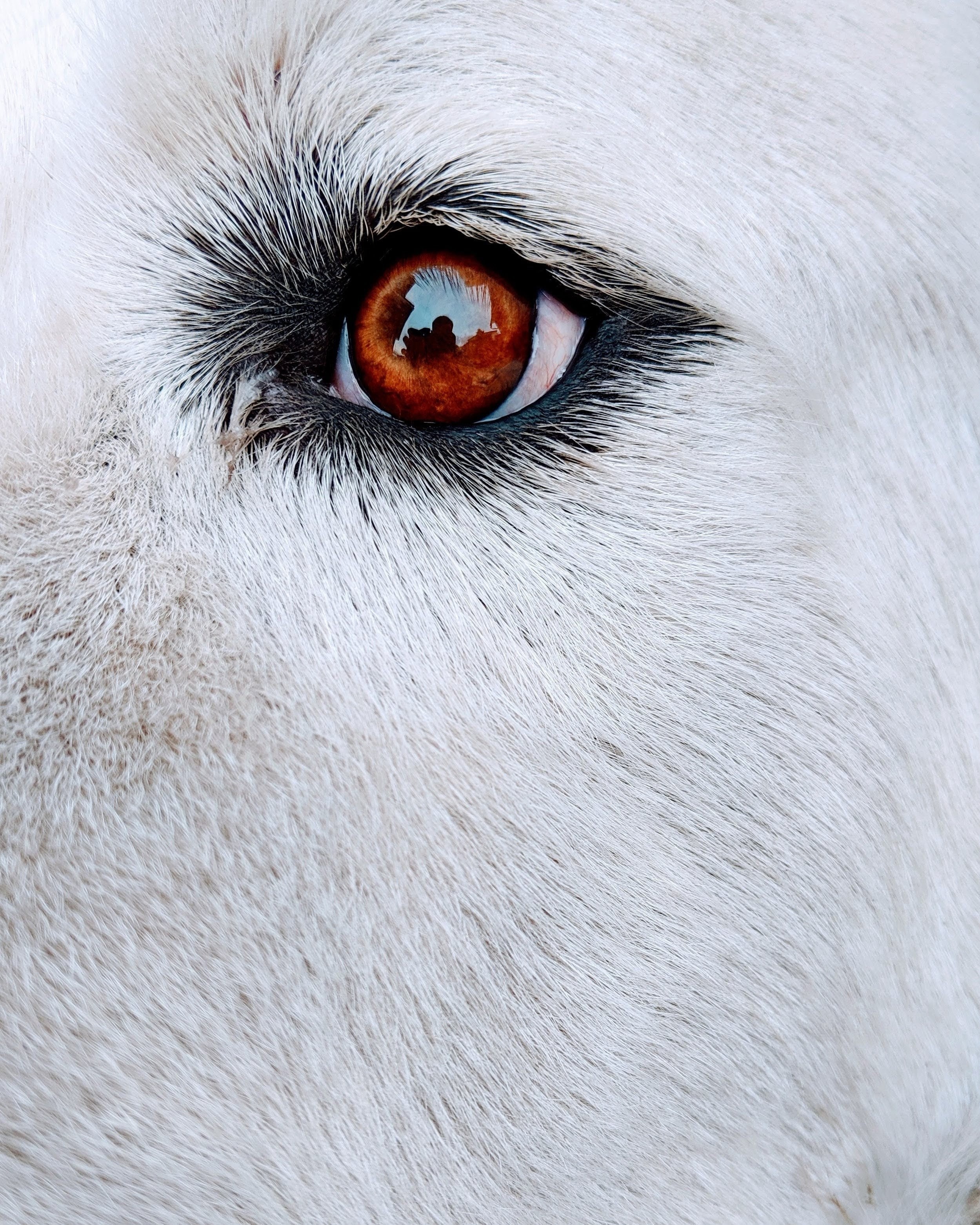Understanding Your Dog's Vision: How Dogs See the World