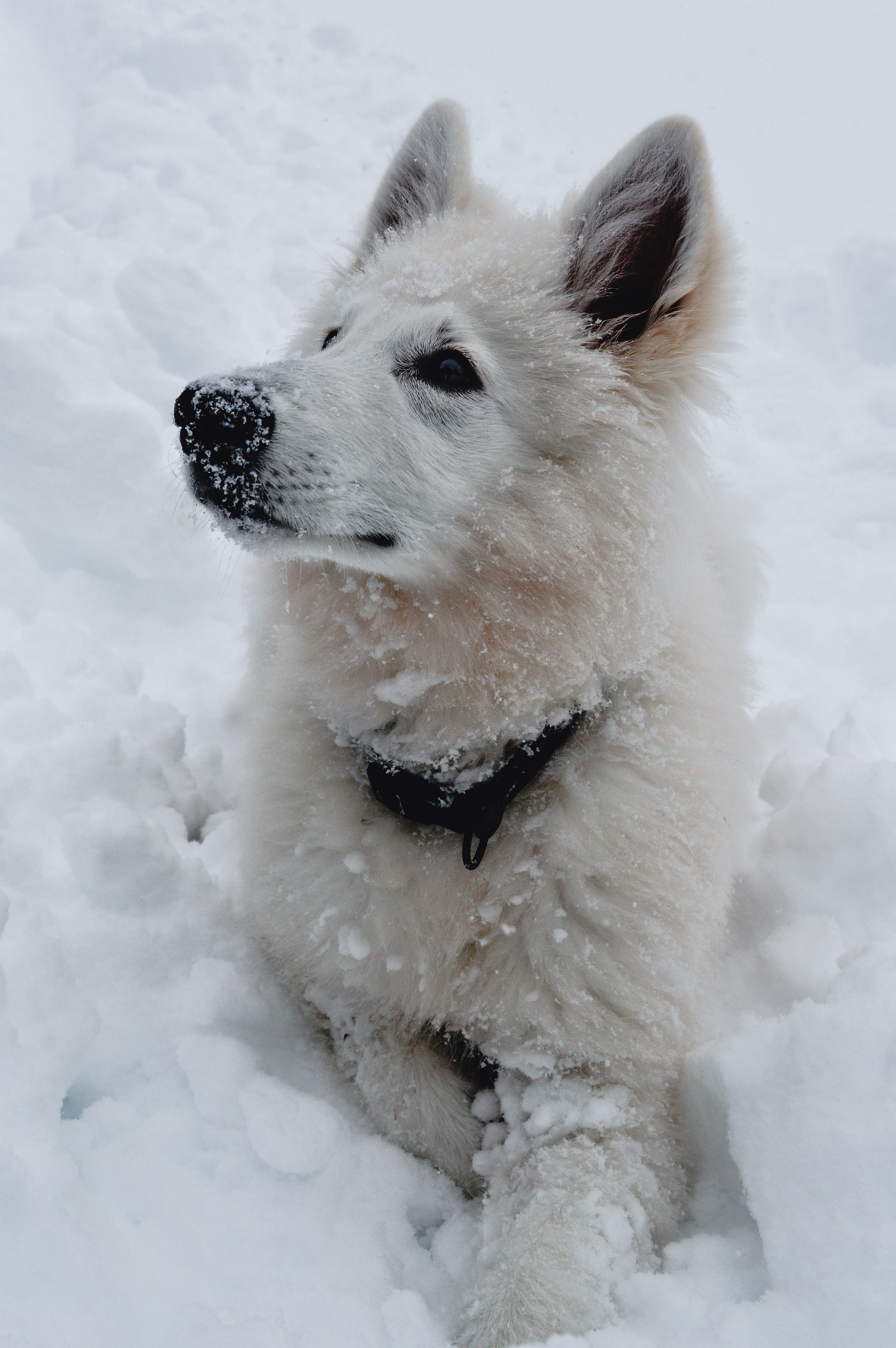 Dog Breeds Suited for Cold Climates