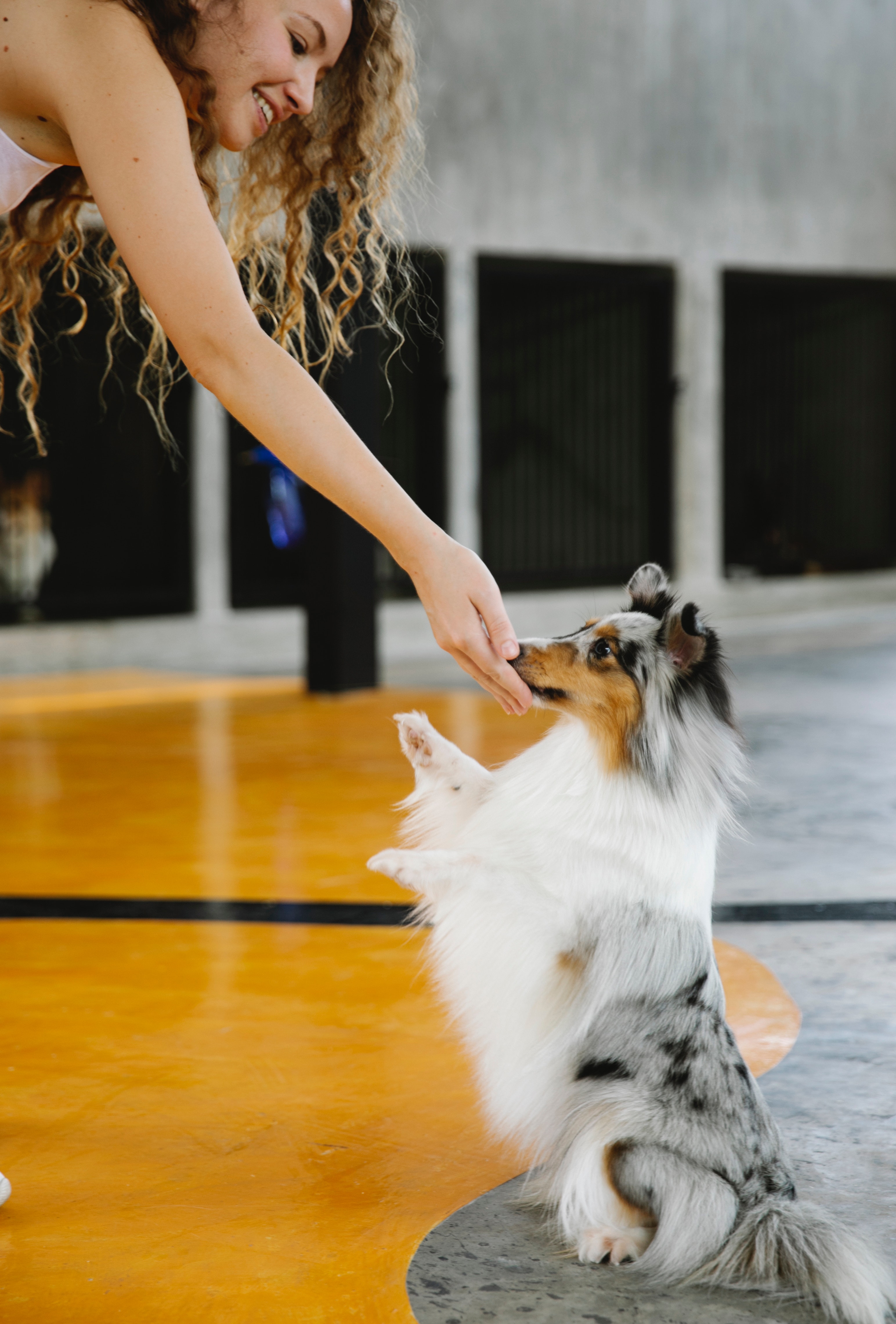 Living with a High-Energy Dog