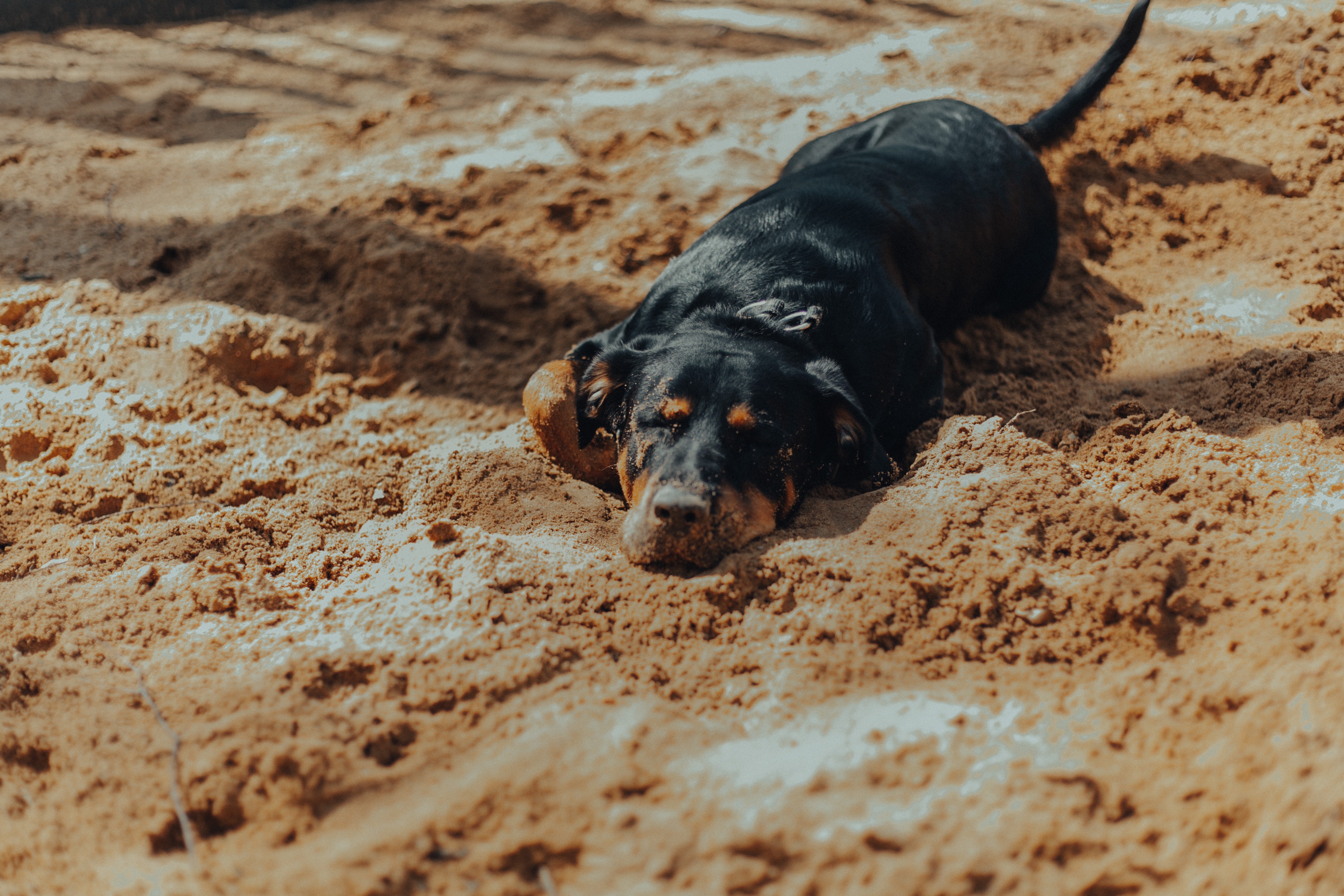 Dog Breeds Suited for Warm Climates