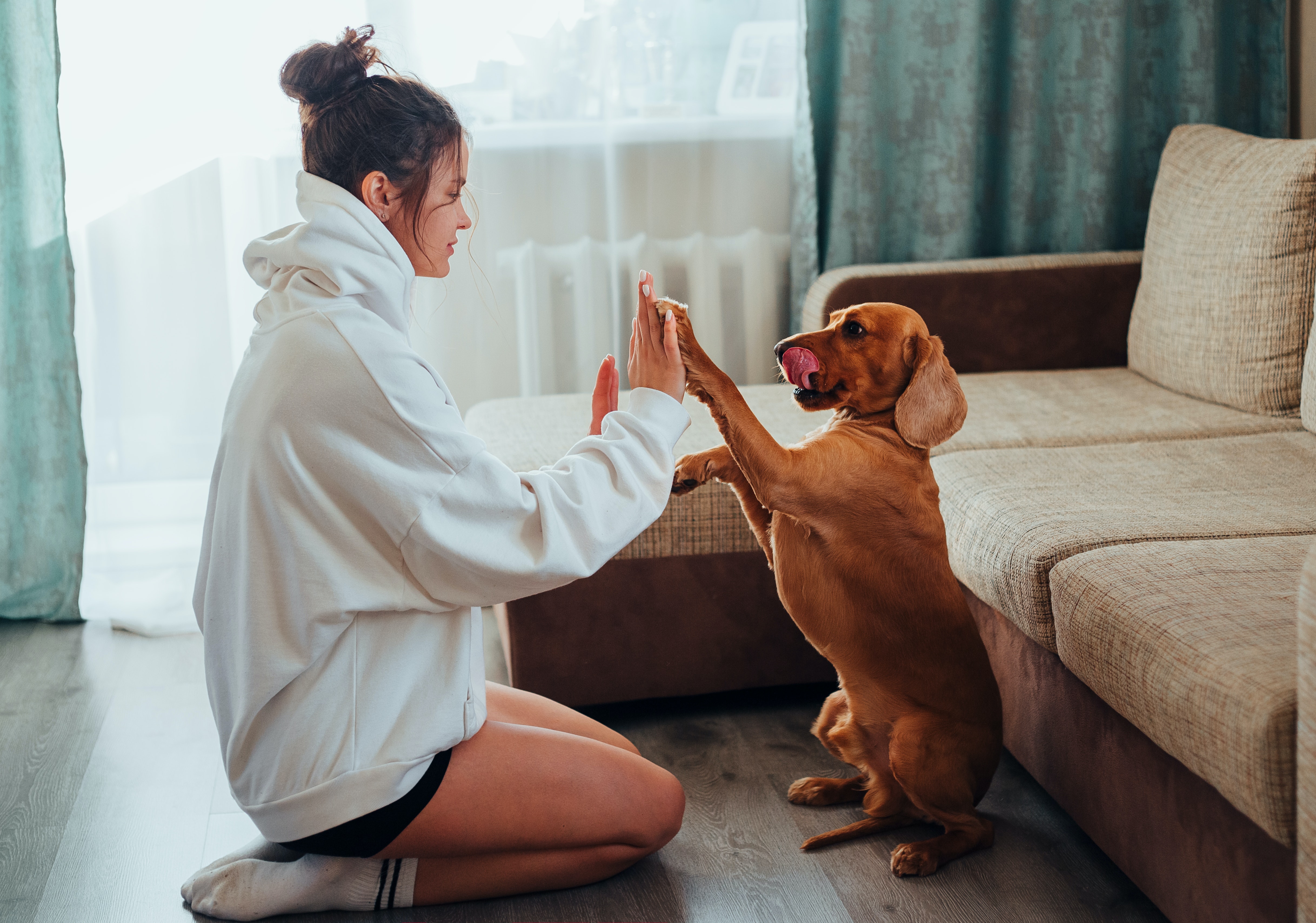 Essential Commands Every Dog Should Know