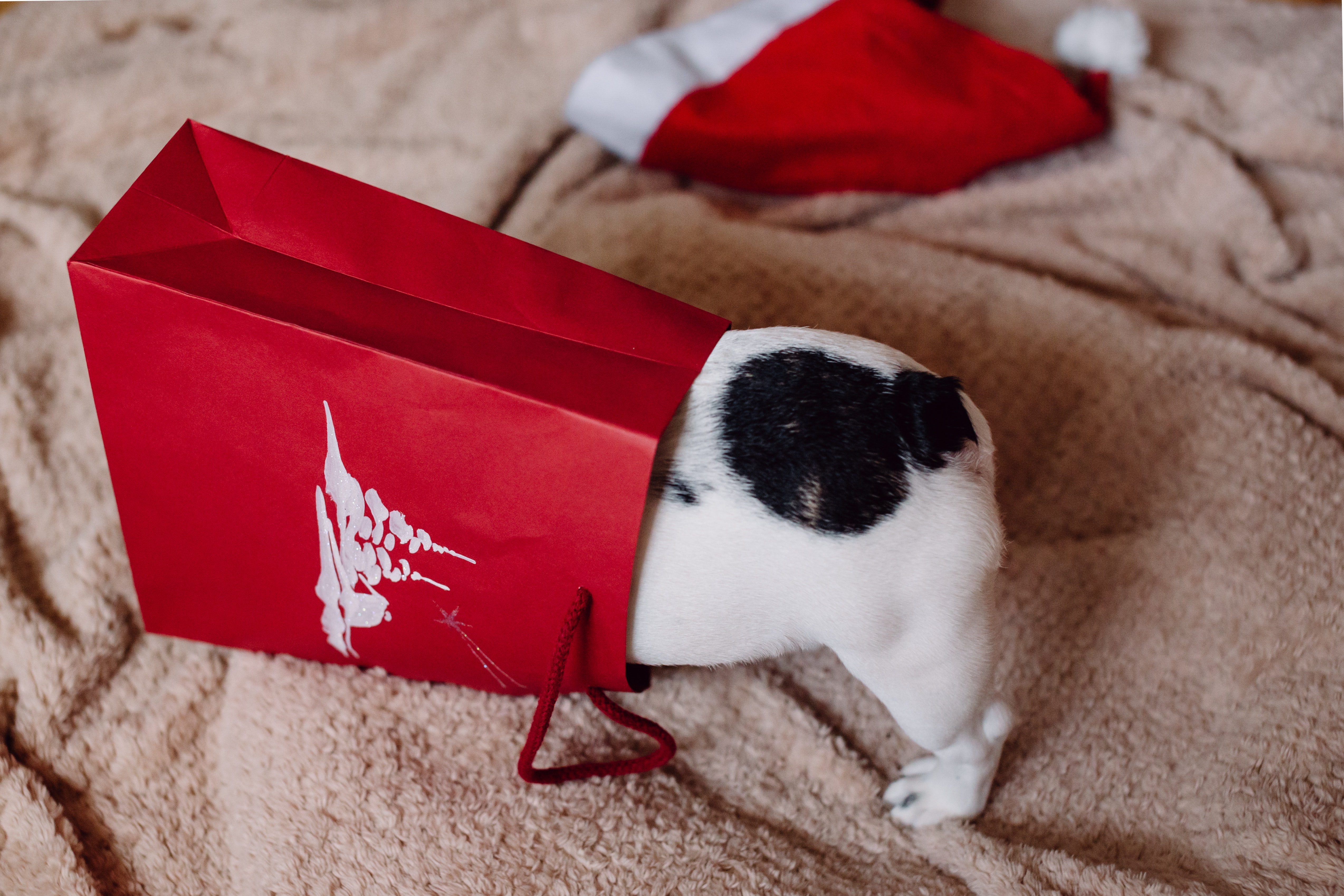 Celebrating National Dog Day: Ways to Spoil Your Pooch