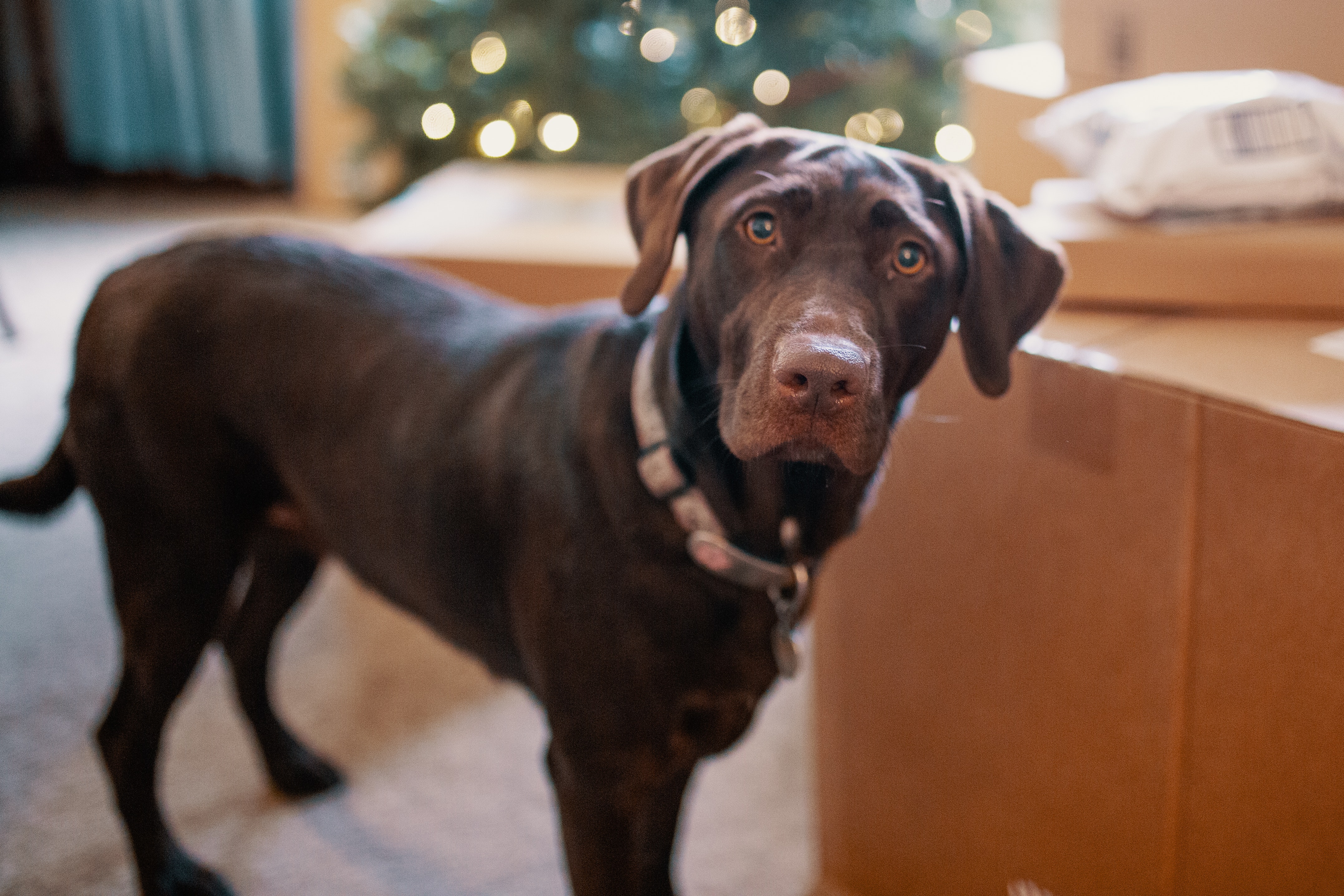 Labrador Retriever: Breed History and Origin