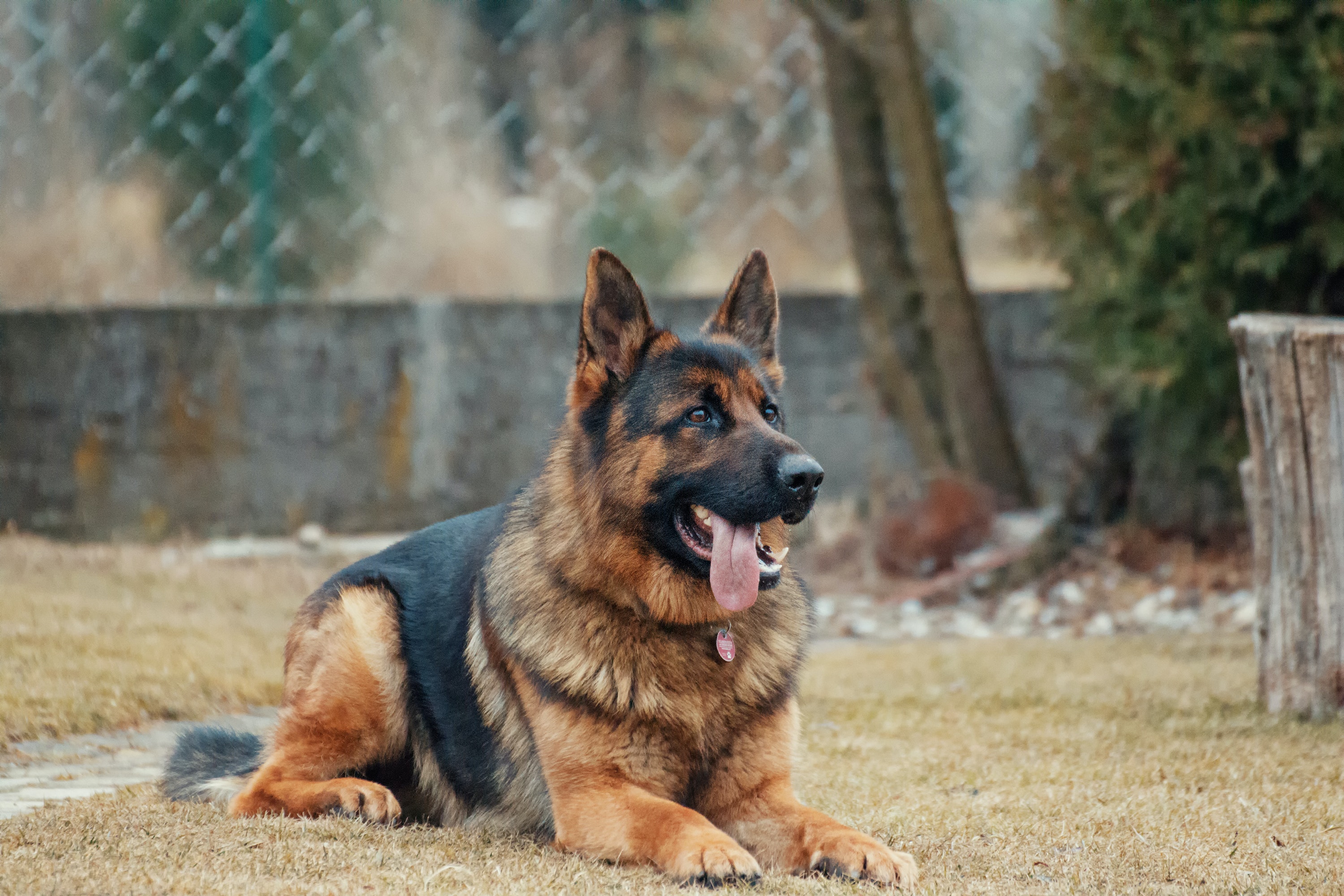 German Shepherd Dog: Breed History and Origin