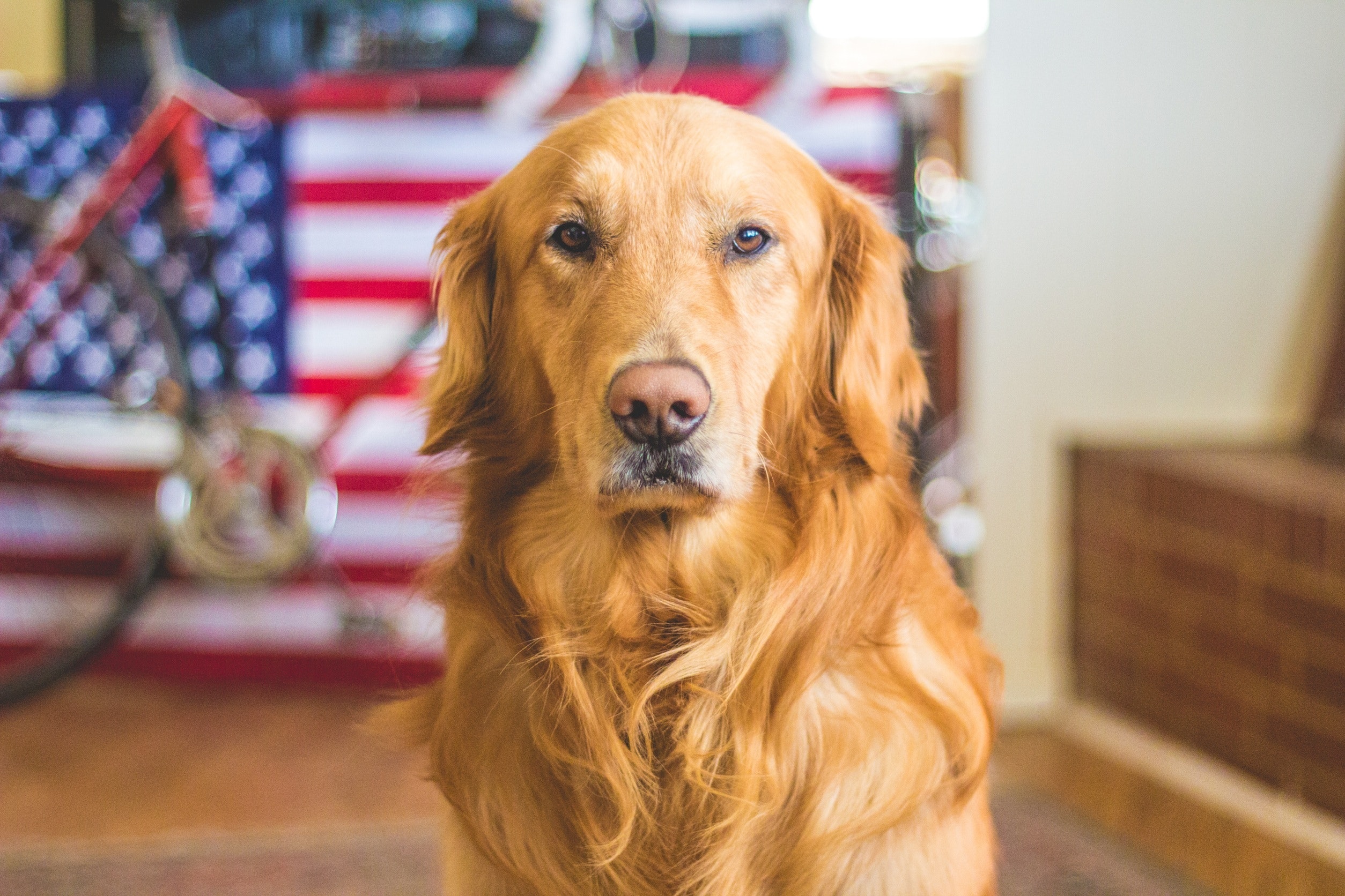 Golden Retriever: Breed History and Origin
