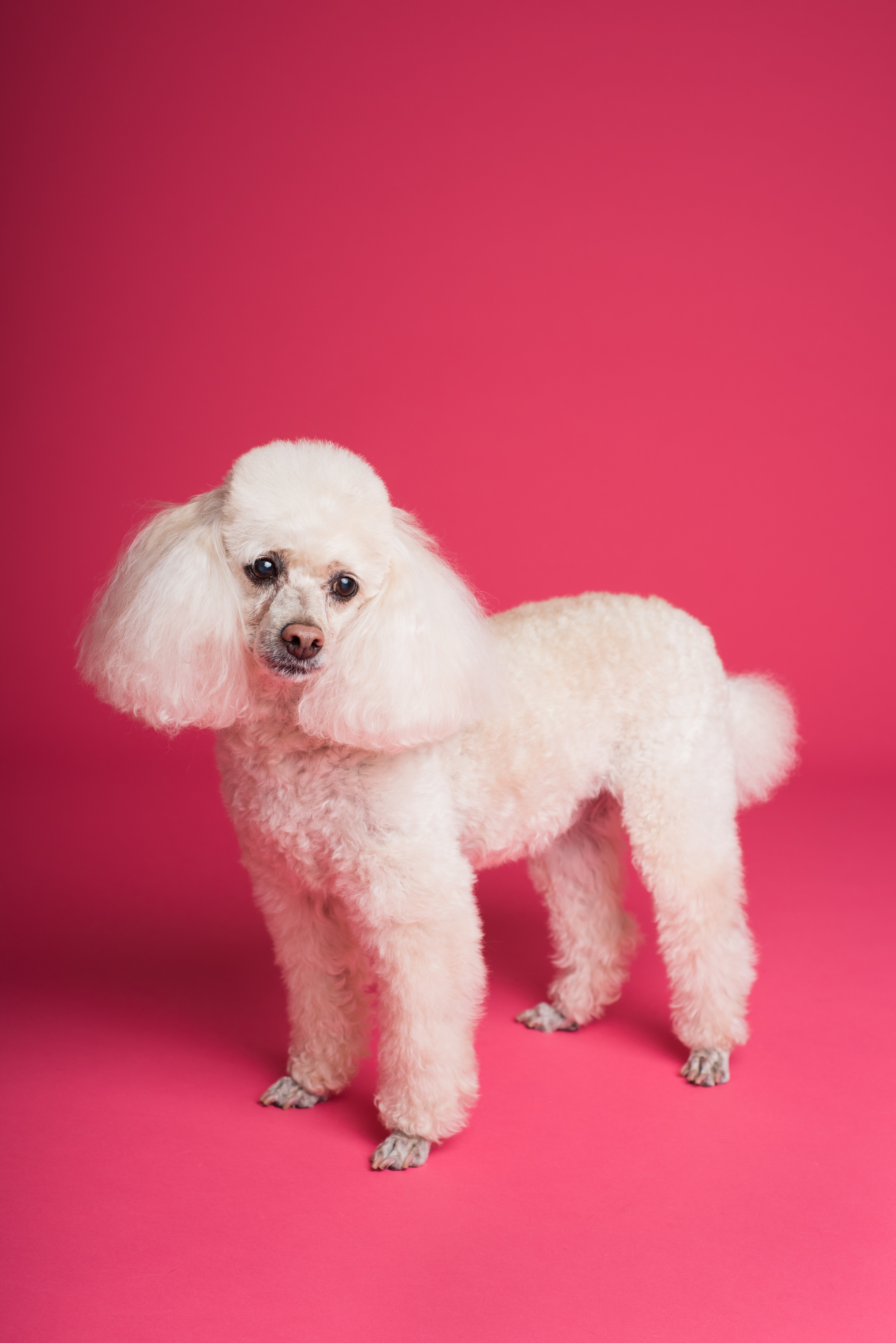 Poodle: Breed History and Origin