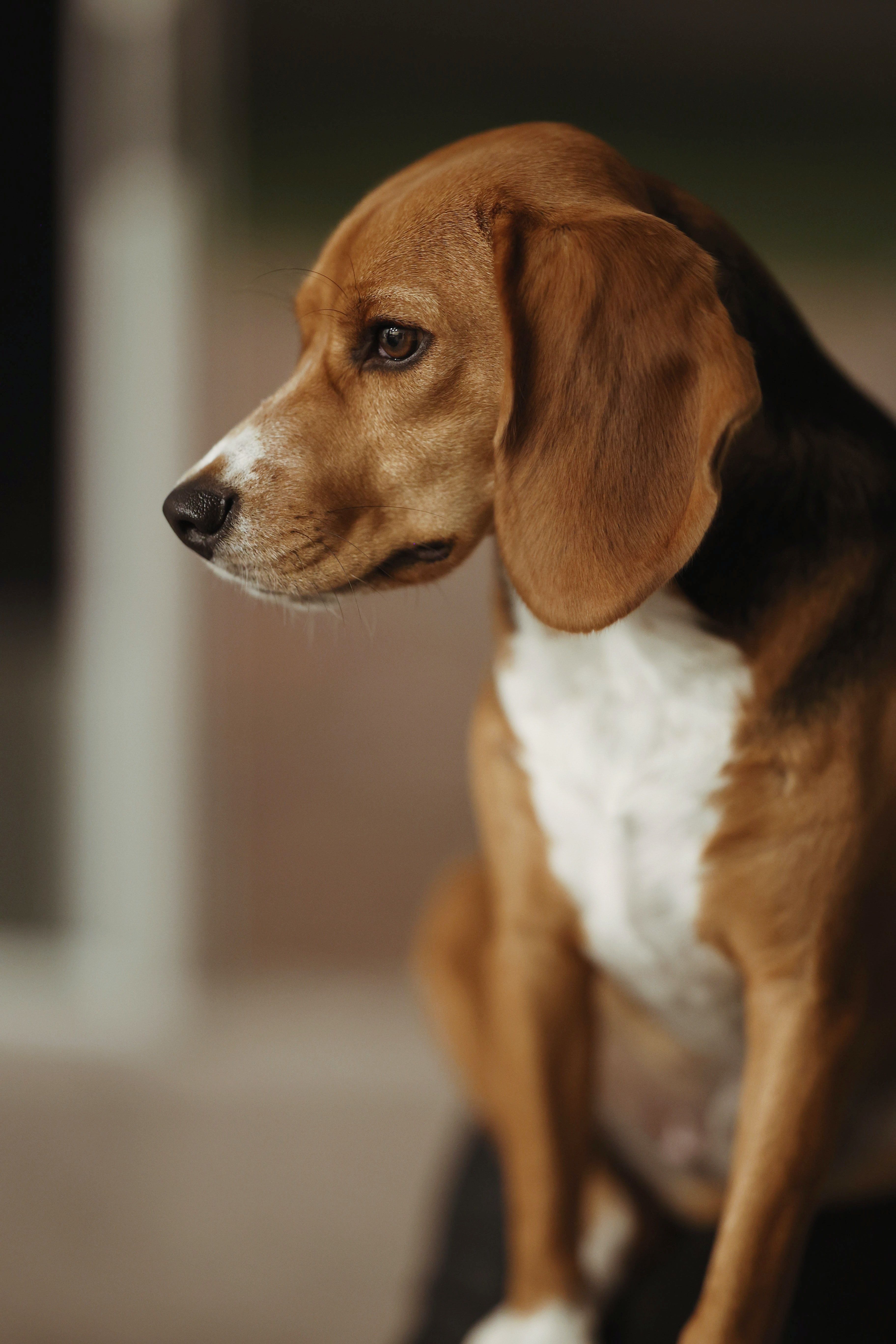 Beagle: Breed History and Origin
