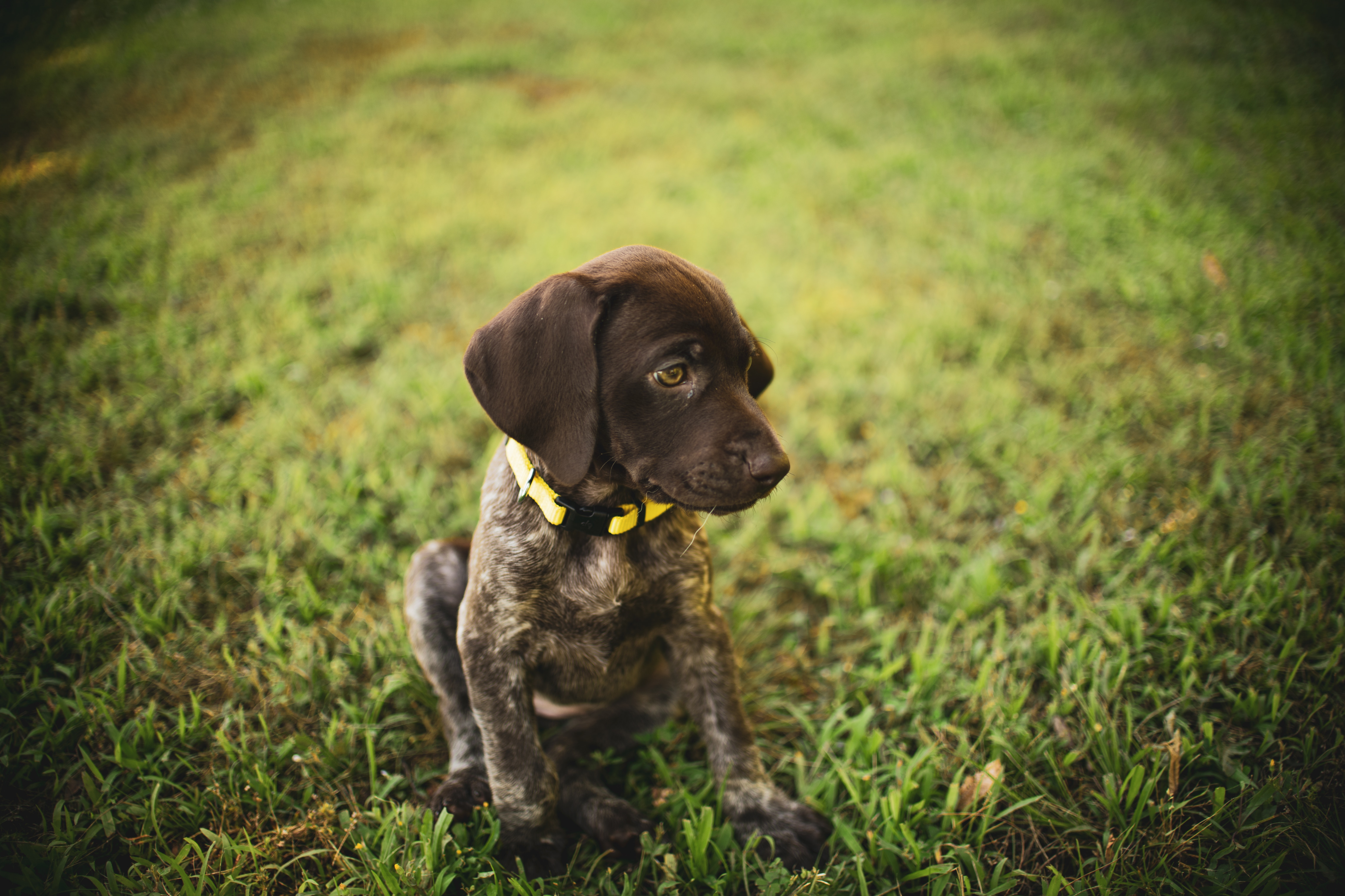 German Shorthaired Pointer: Breed History and Origin