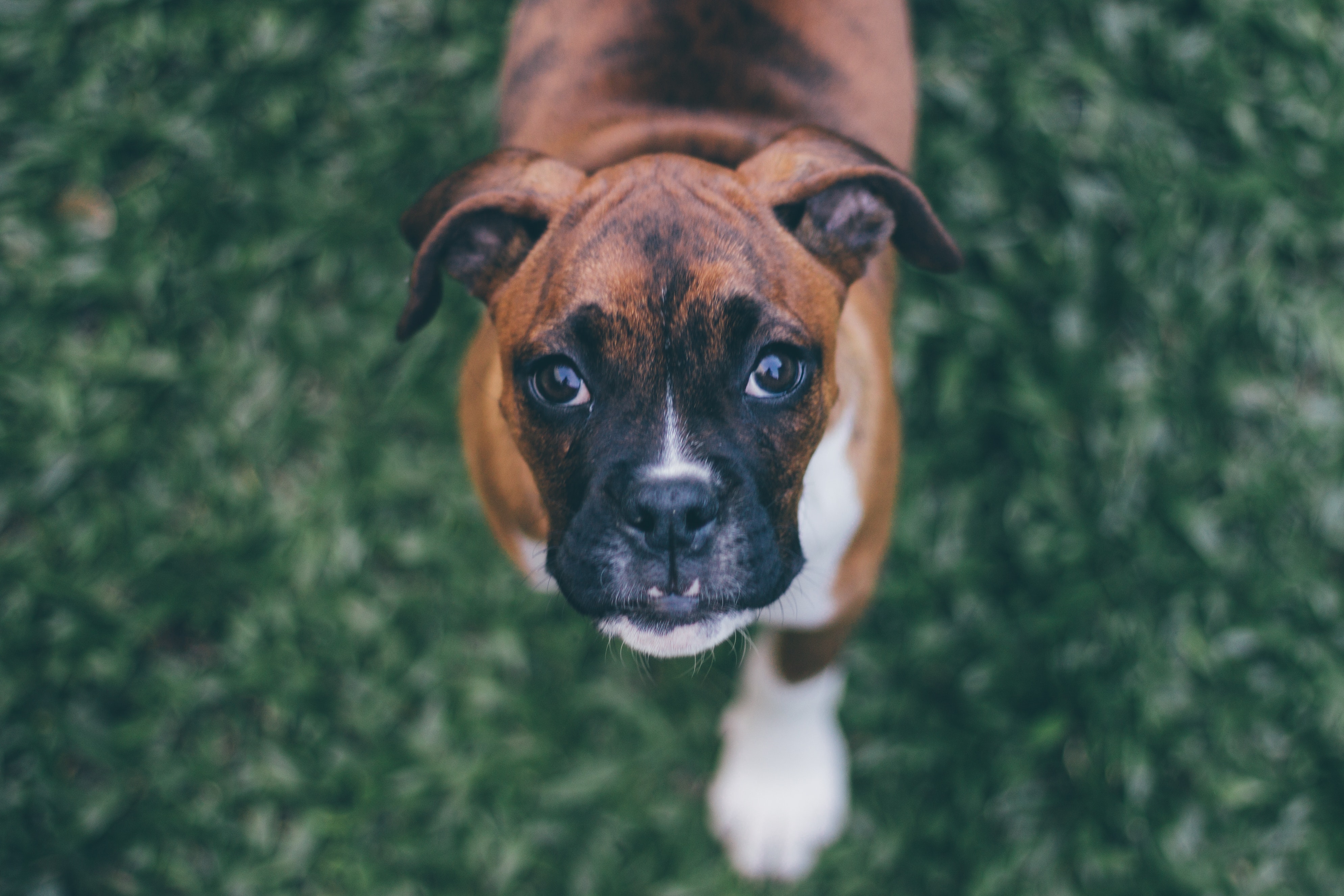 Boxer: Breed History and Origin