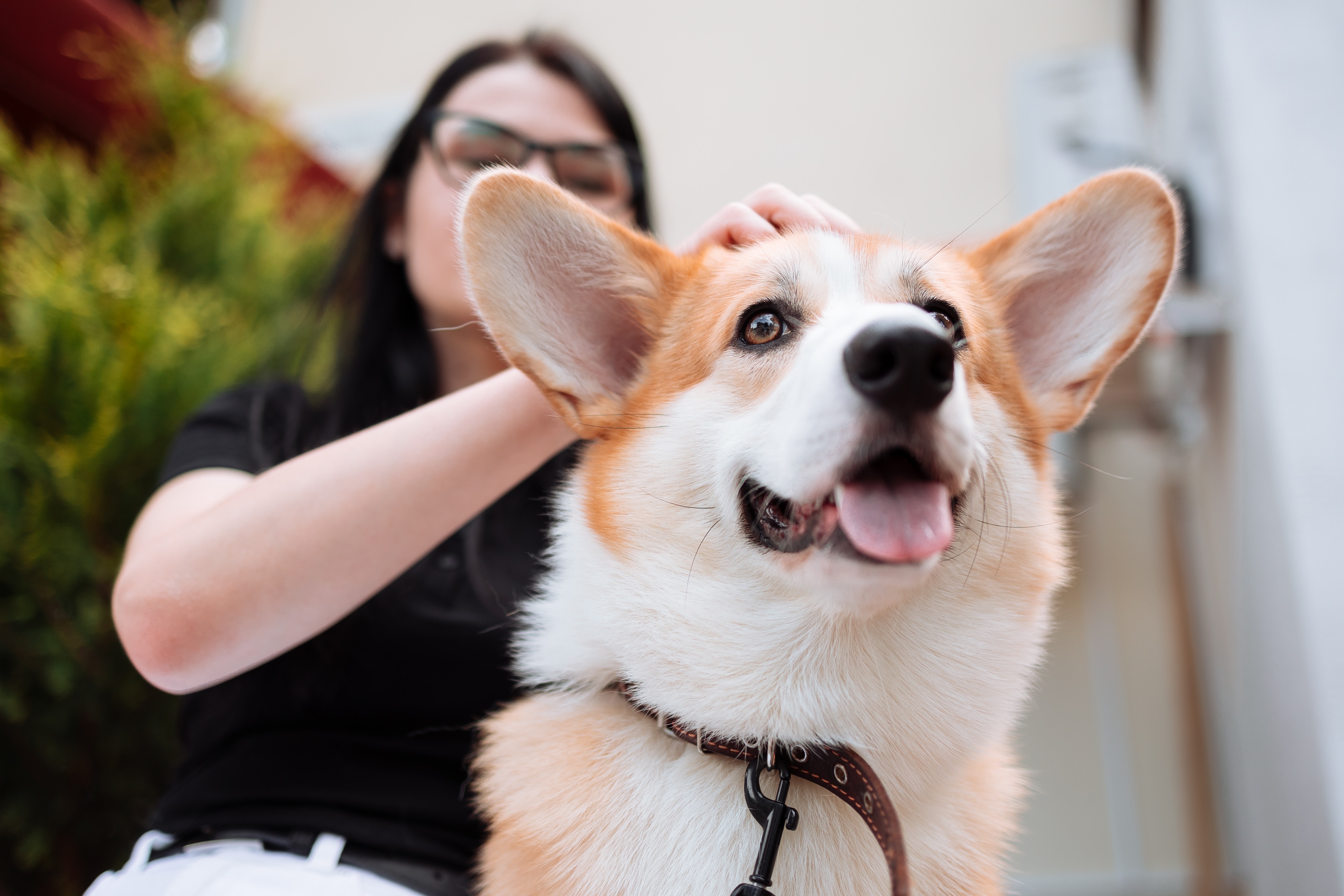 Pembroke Welsh Corgi: Breed History and Origin