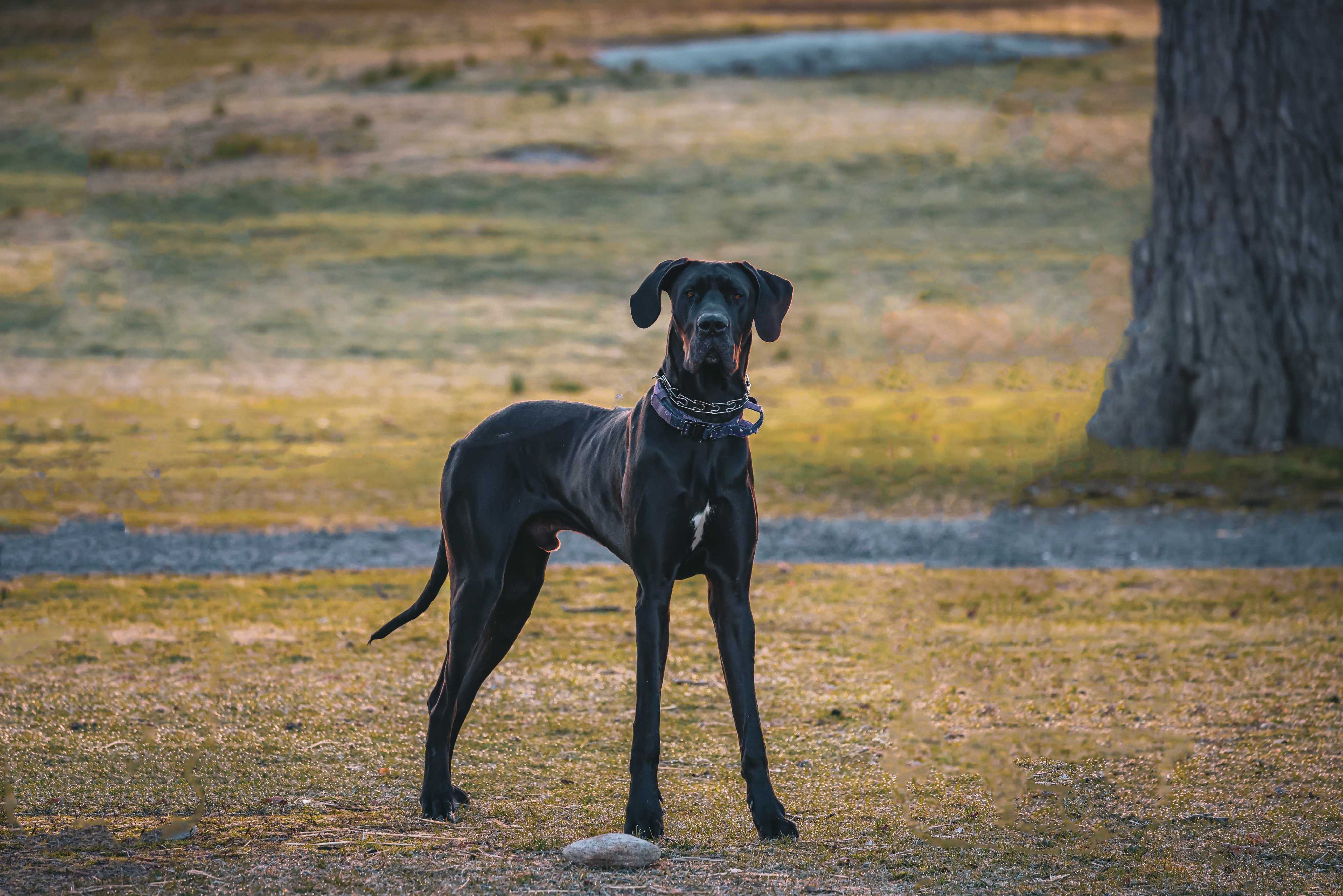 Great Dane: Breed History and Origin