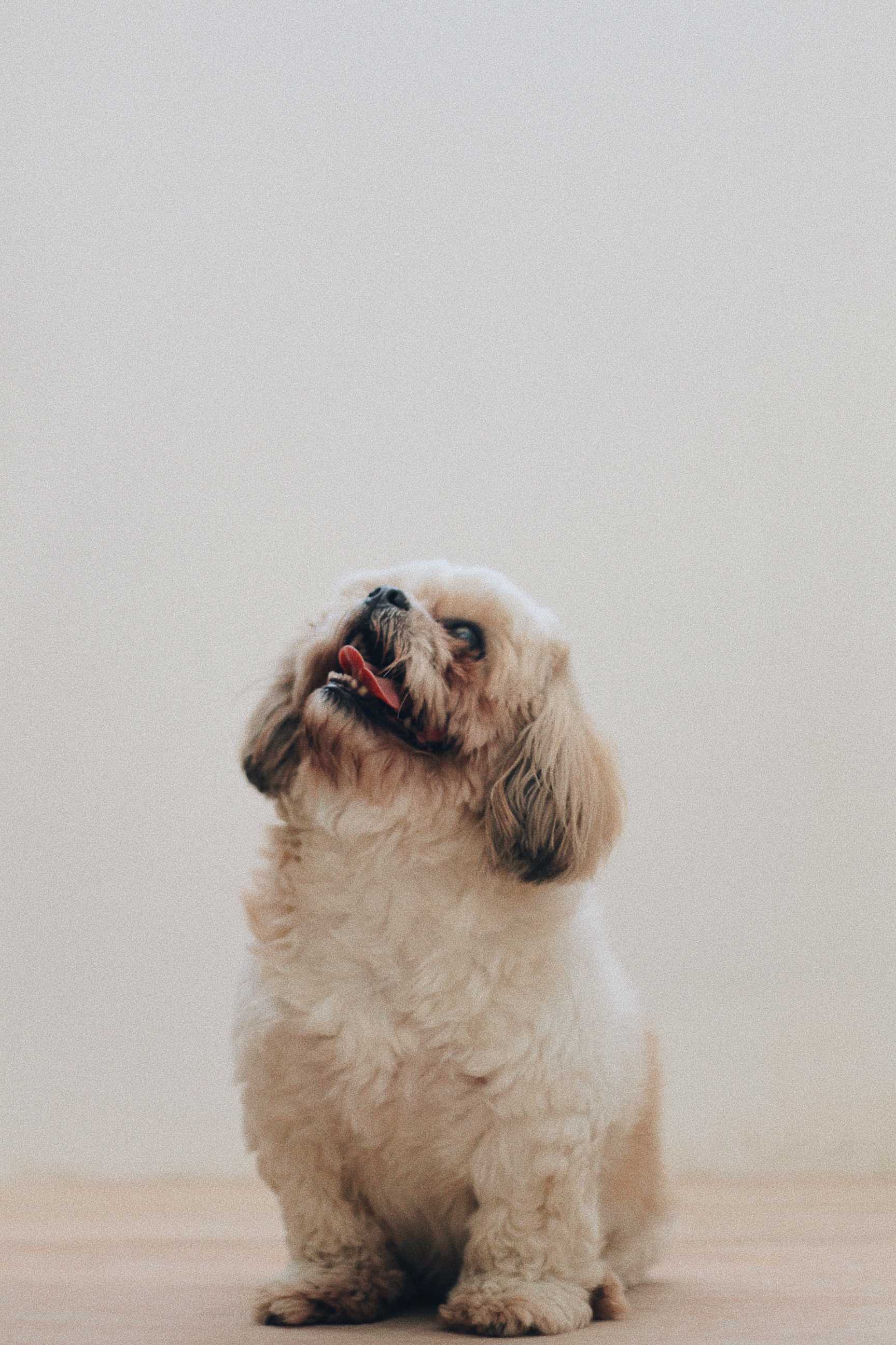 Shih Tzu: Breed History and Origin